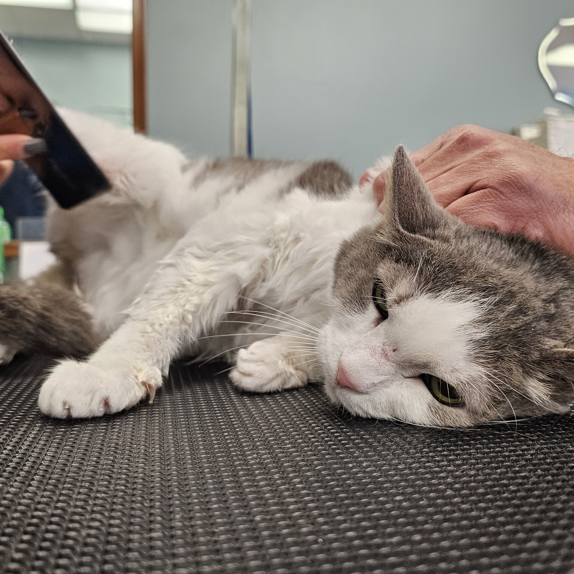 Paws Pet Love - Grooming & More Roswell