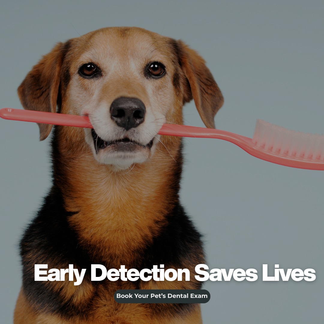 Atlanta Veterinary Dental Services Roswell