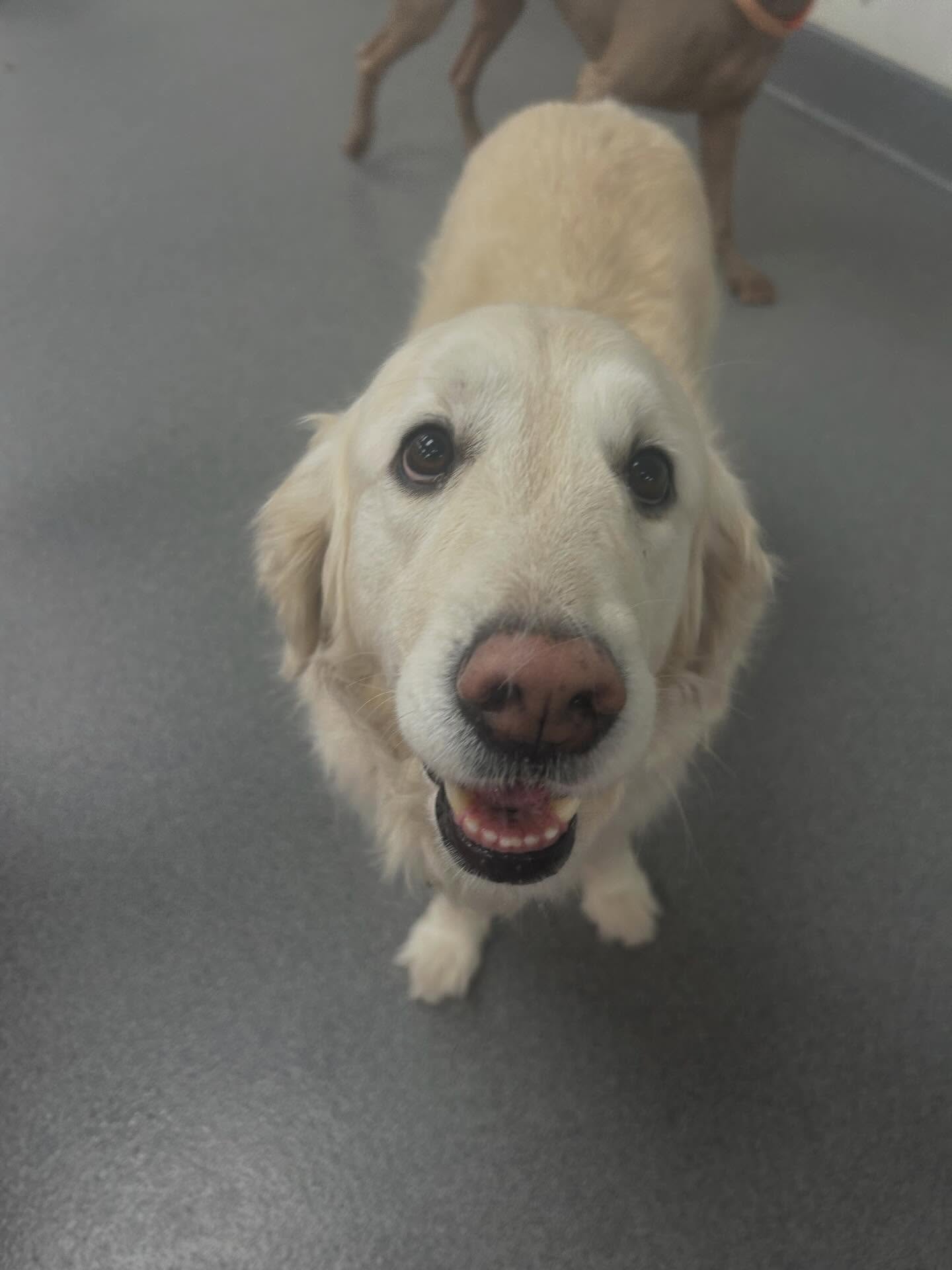 Puppy Haven - Downtown Roswell Roswell