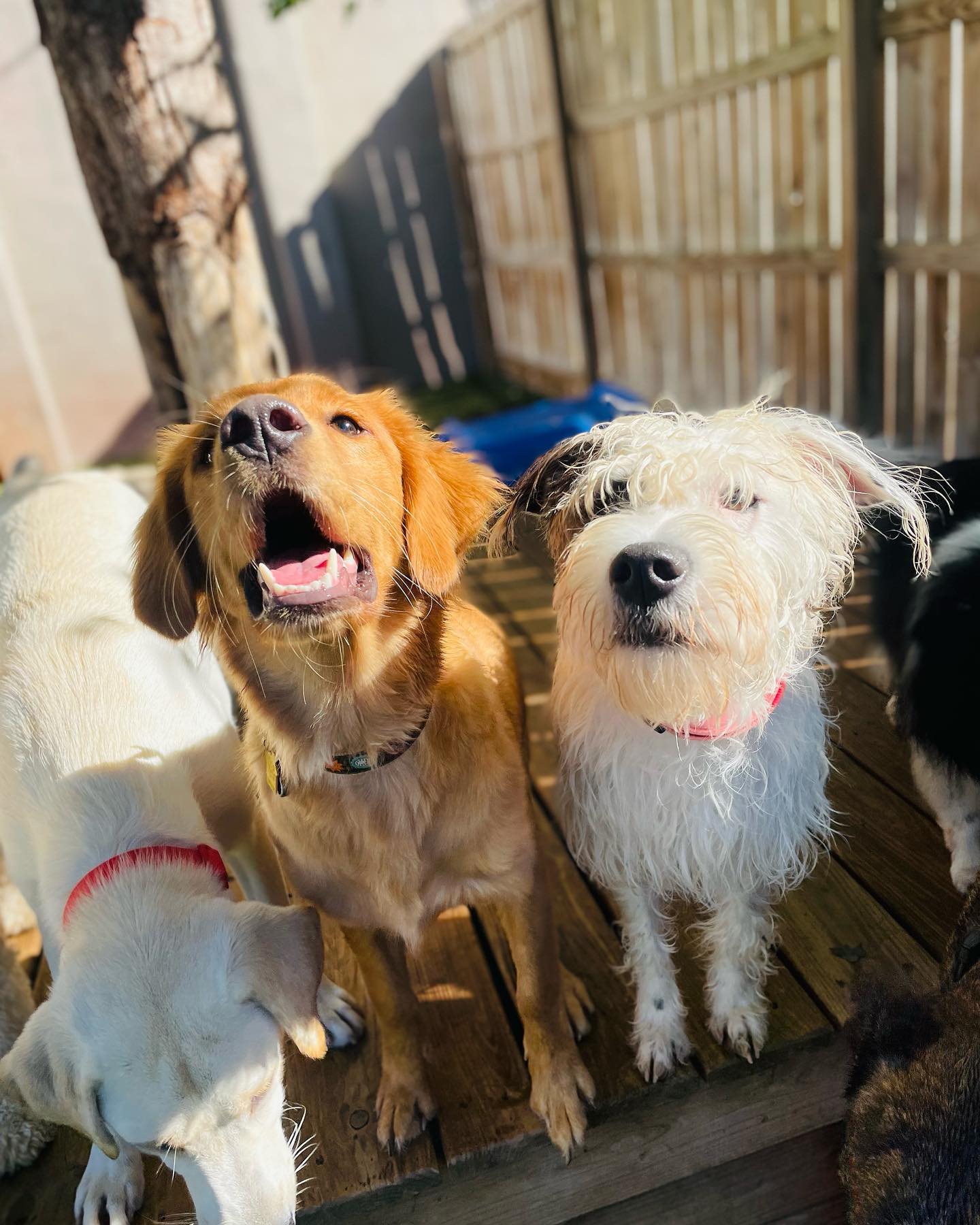 Puppy Haven - Downtown Roswell Roswell