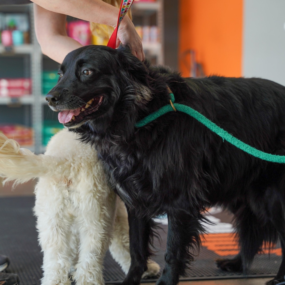 petbar Boutique - Roswell Roswell