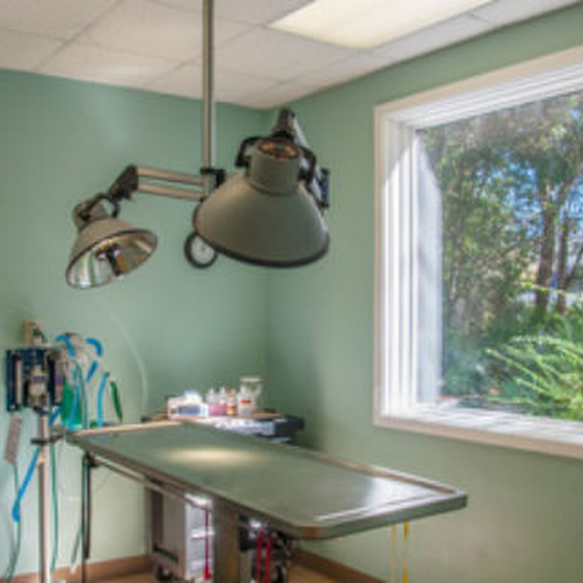 Island Animal Hospital Saint Simons Island