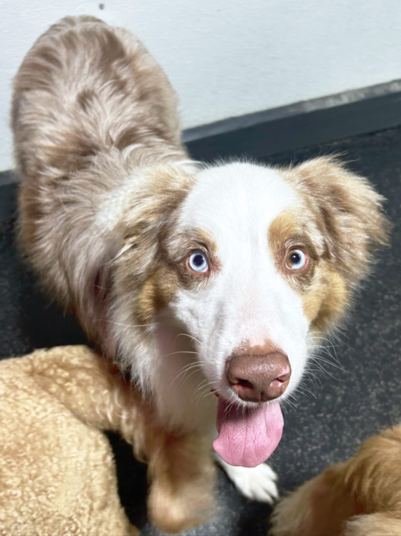 The Pack Canine Studio Saint Simons Island