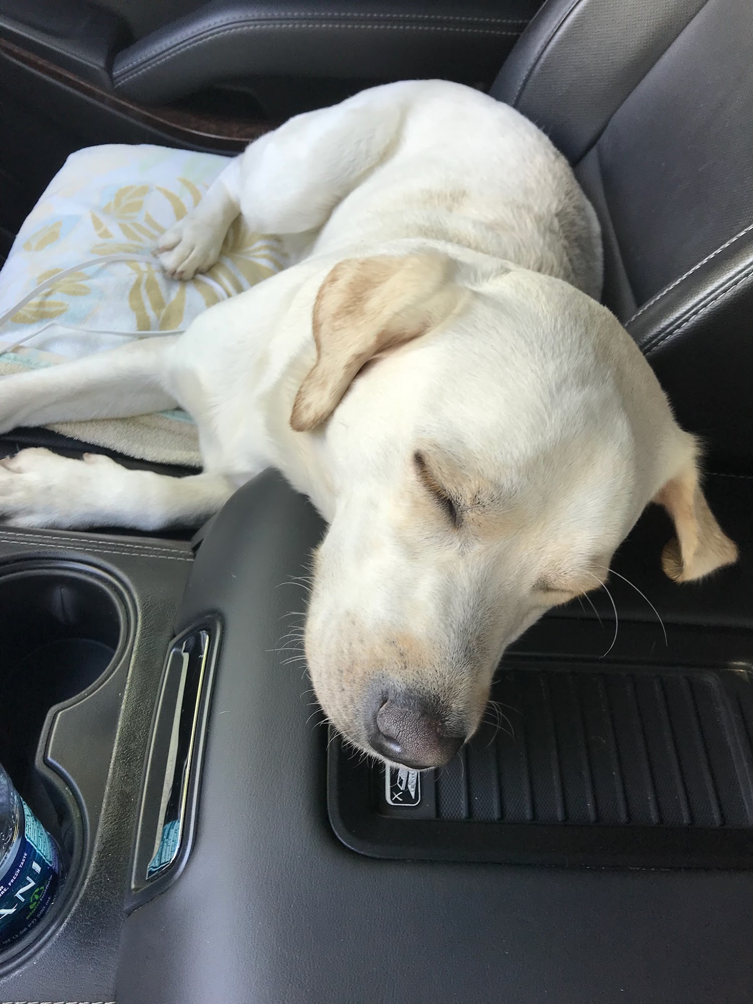 The Pack Canine Studio Saint Simons Island