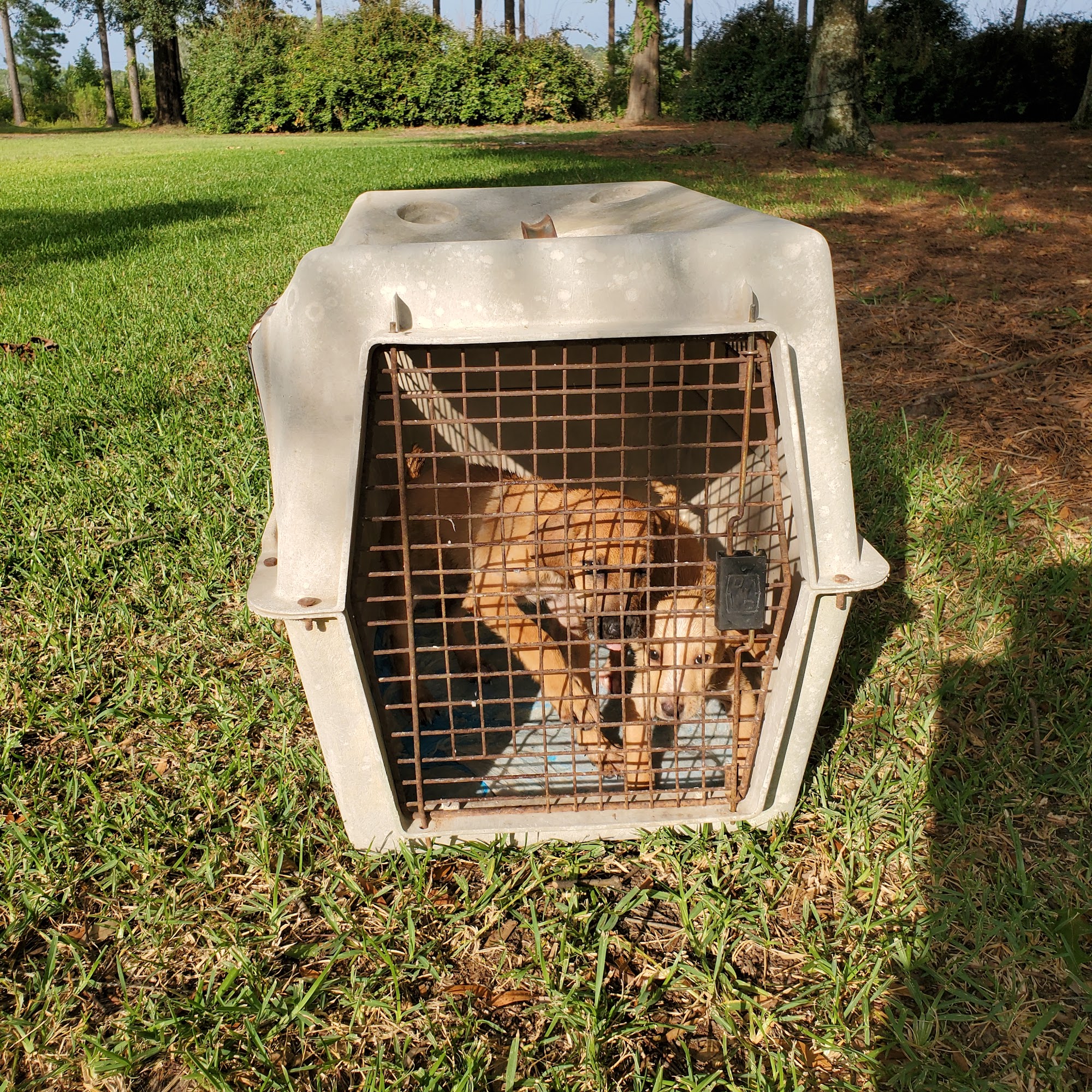 Washington County Animal Hospital Sandersville