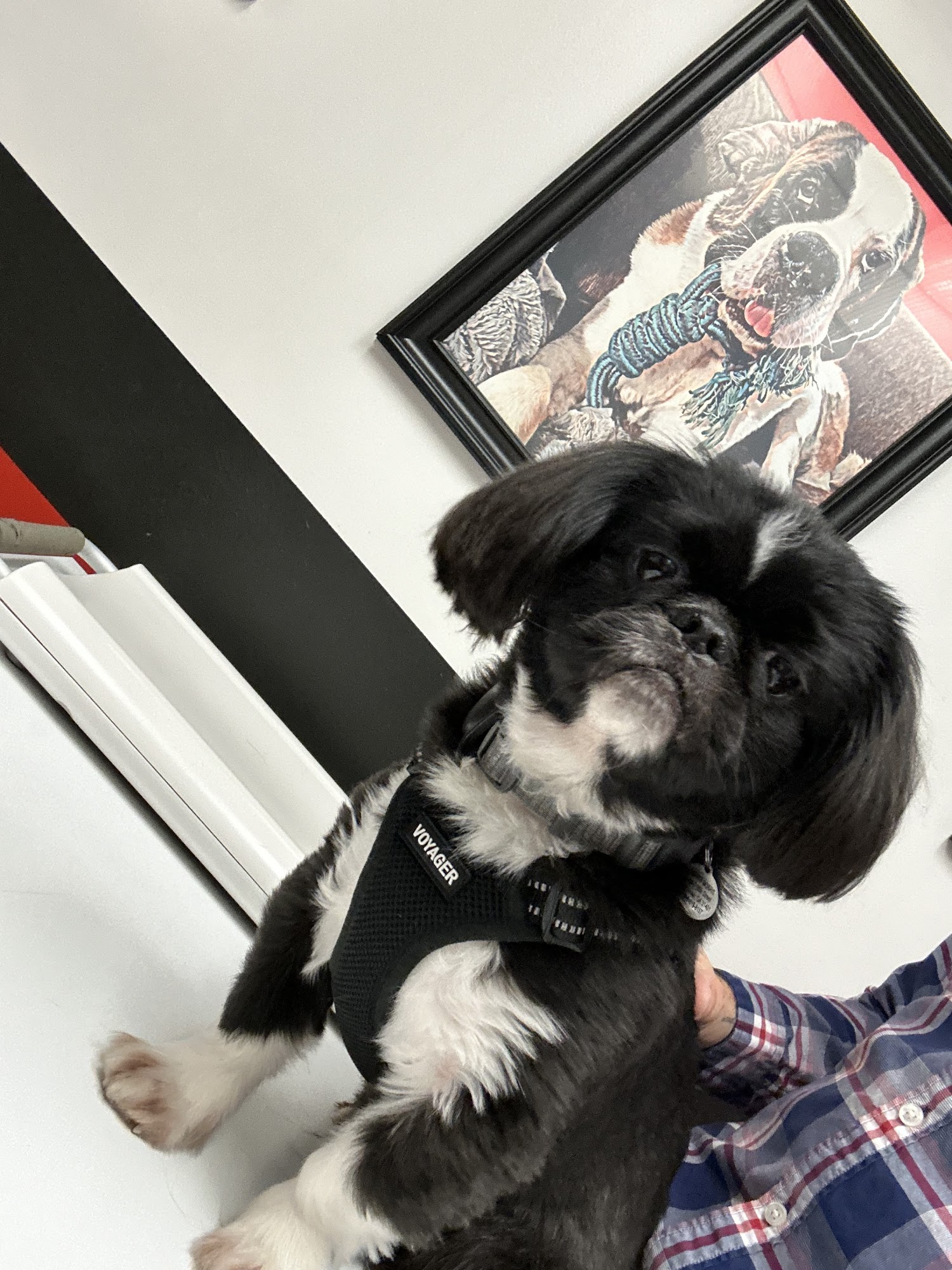 Central Animal Hospital Savannah