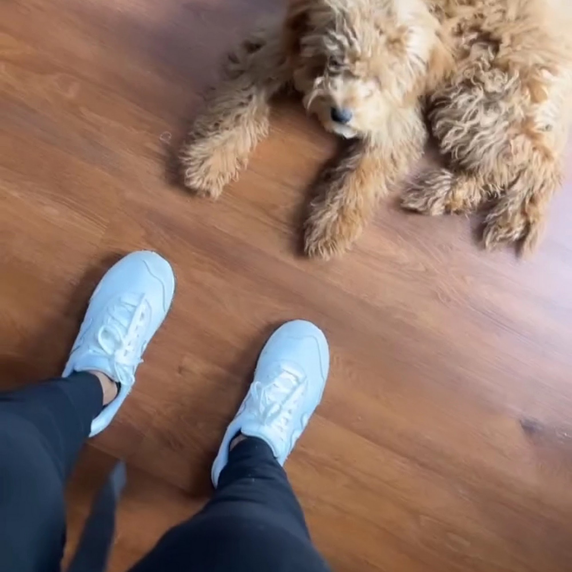 Central Animal Hospital Savannah