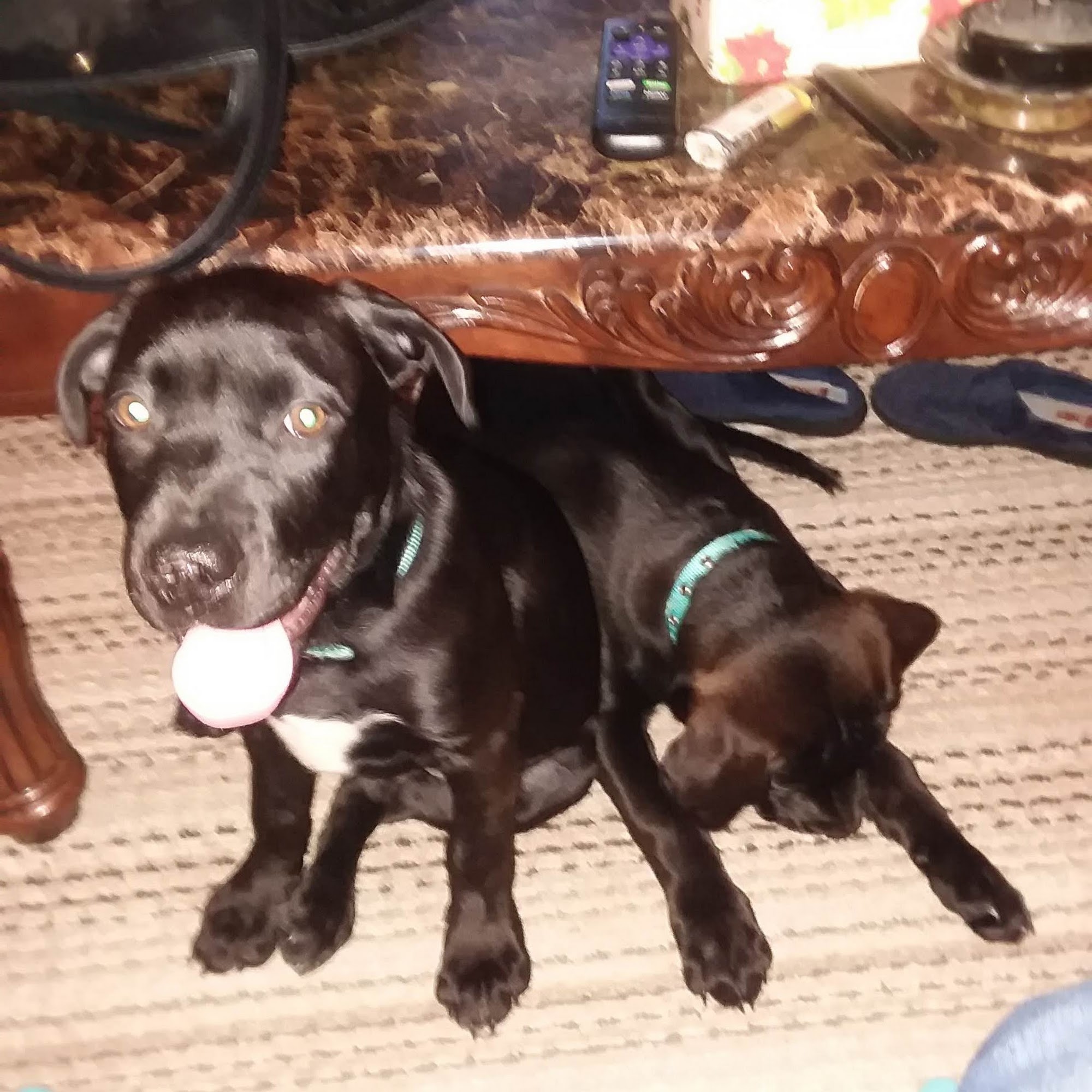 Savannah Veterinary Medical Center Savannah