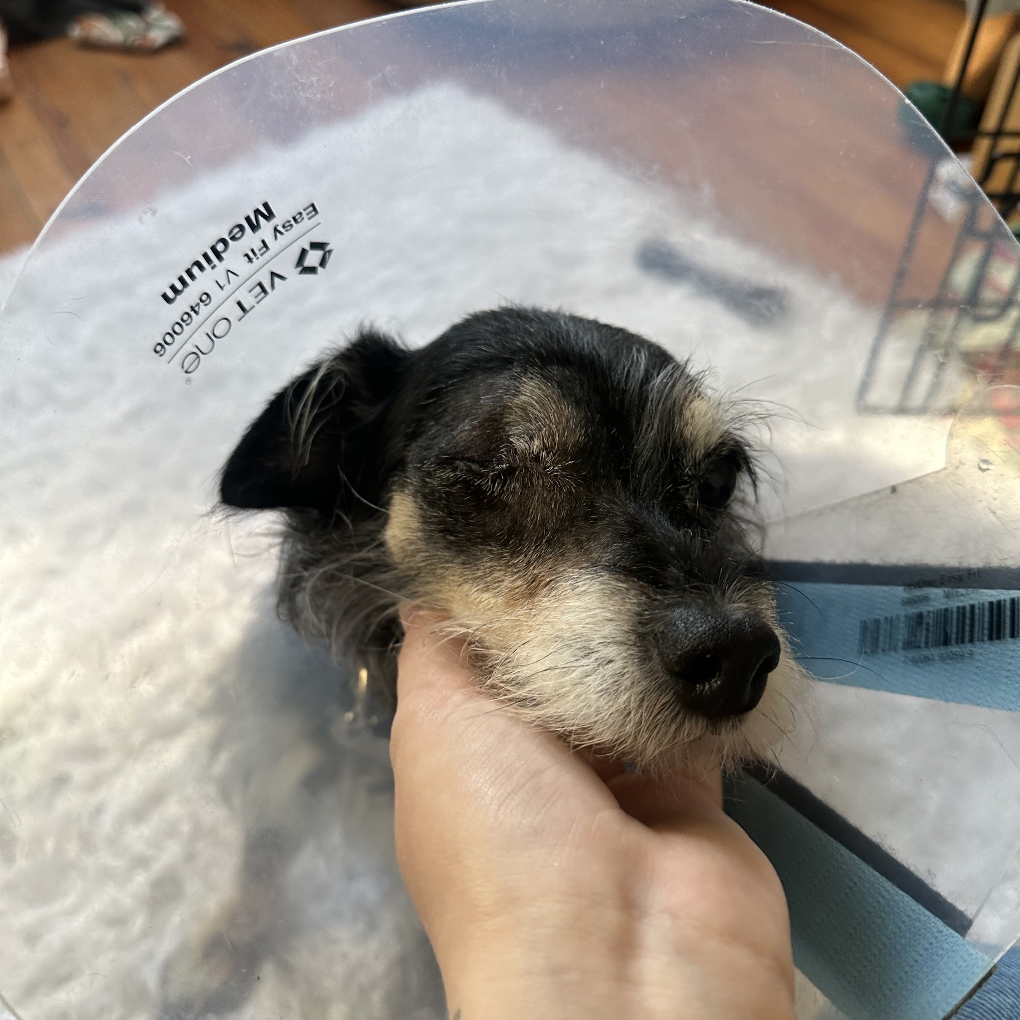 Animal Eye Clinic Savannah