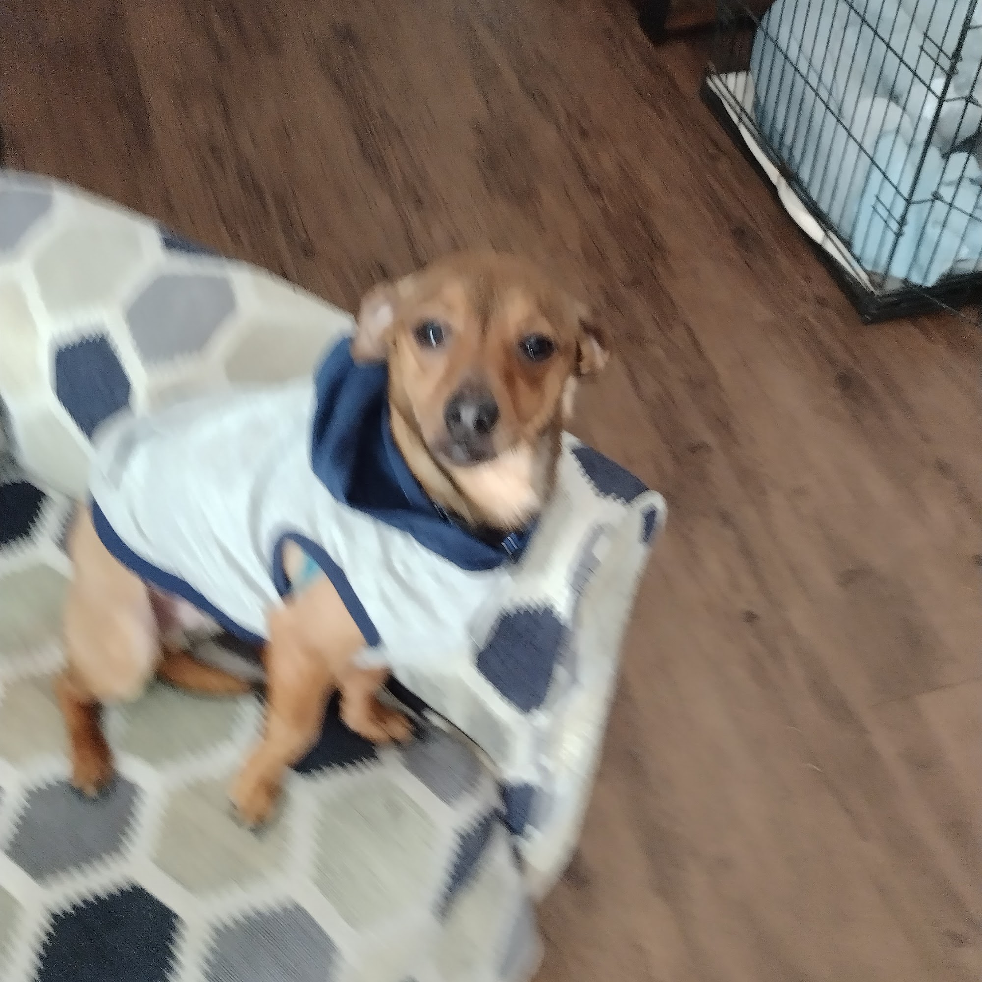 Case Veterinary Hospital Savannah