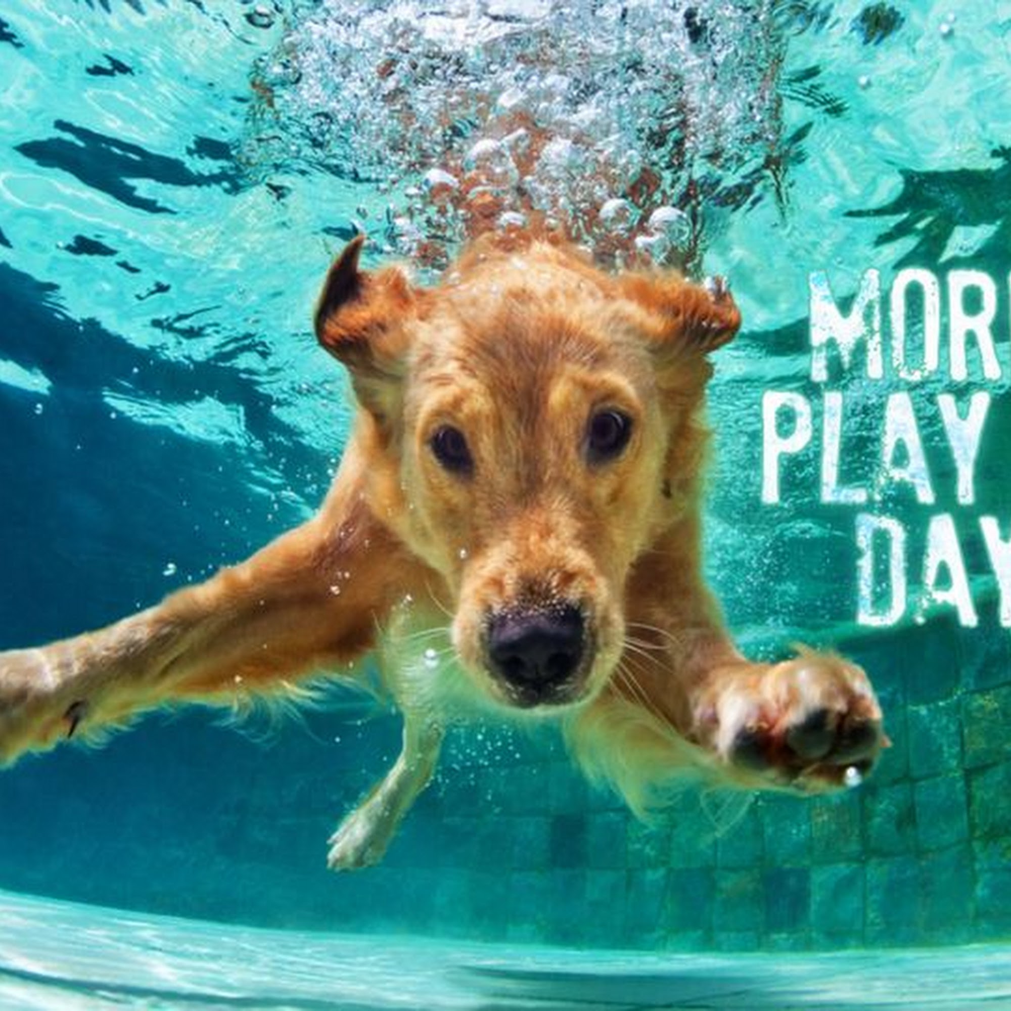 Savannah Veterinary Internal Medicine & Intensive Care Savannah