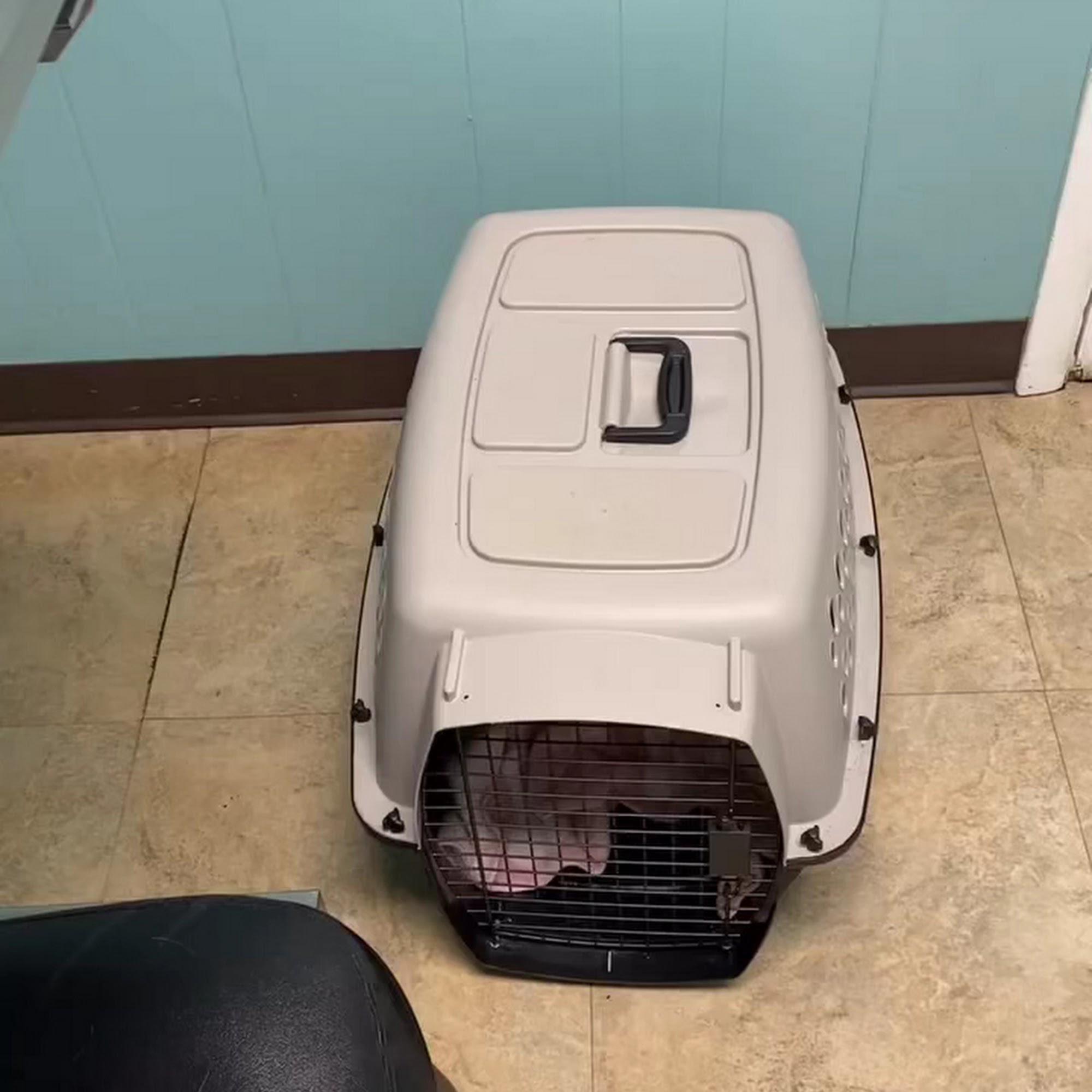 Island Veterinary Clinic Savannah