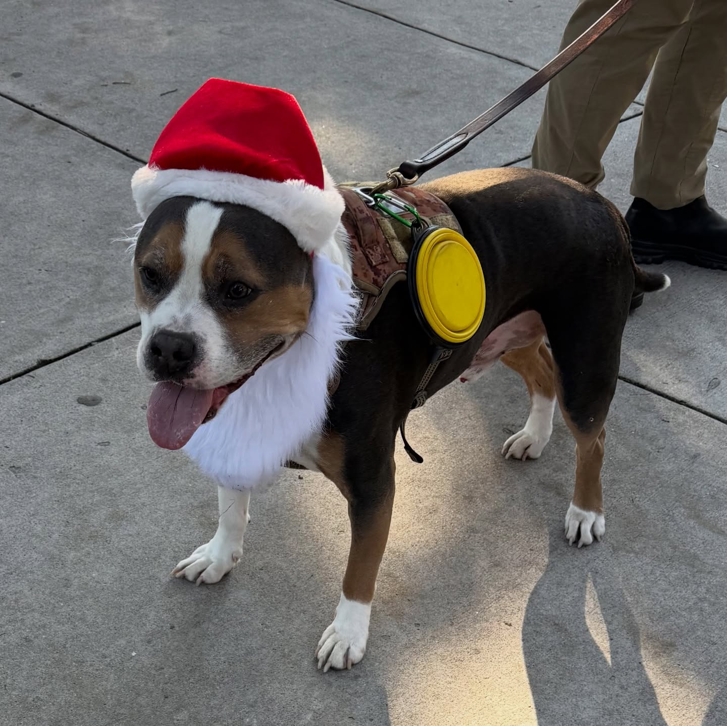 Savannah Square Pops Savannah