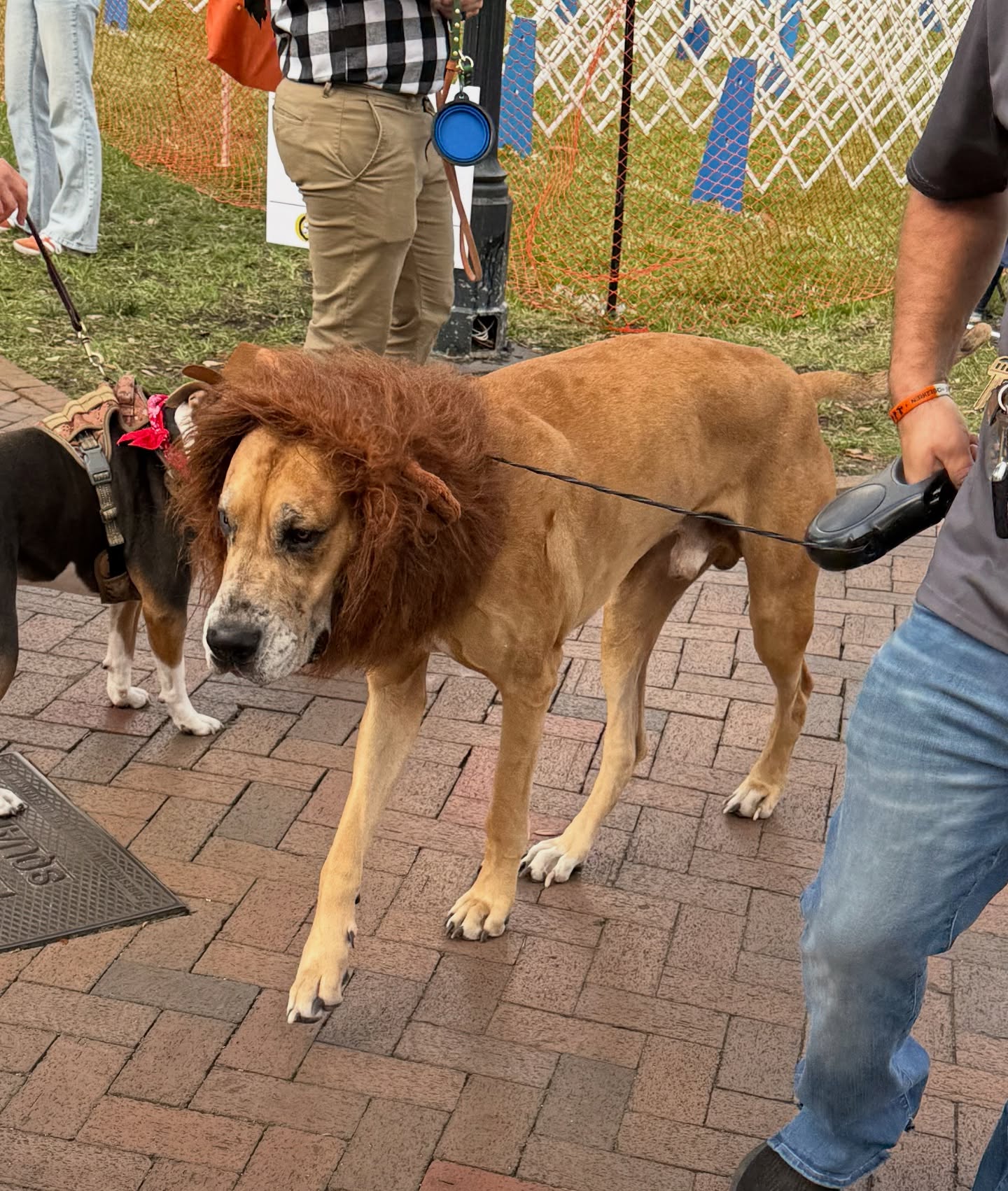 Savannah Square Pops Savannah