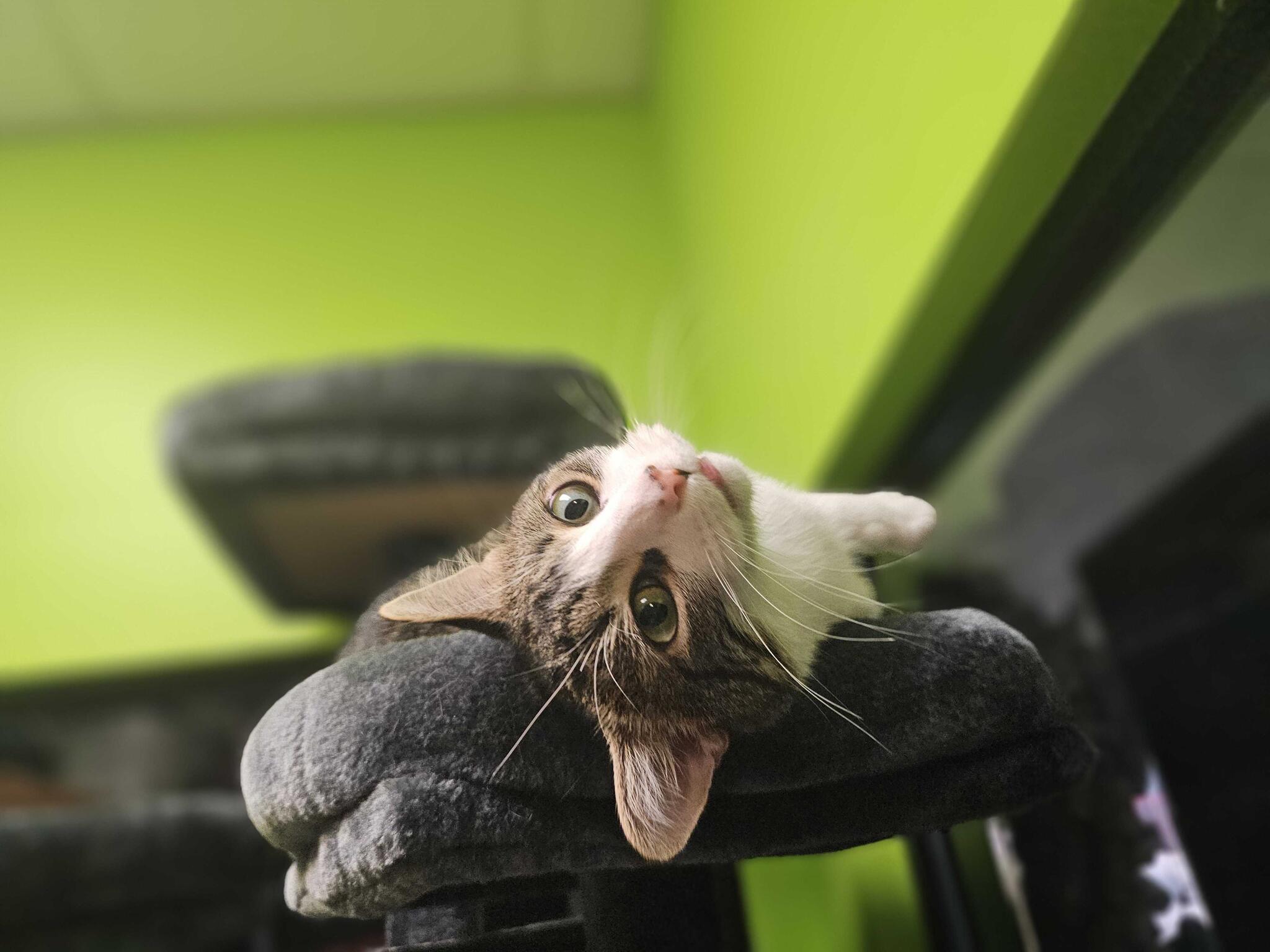 Catnip-n-Biscuits Savannah