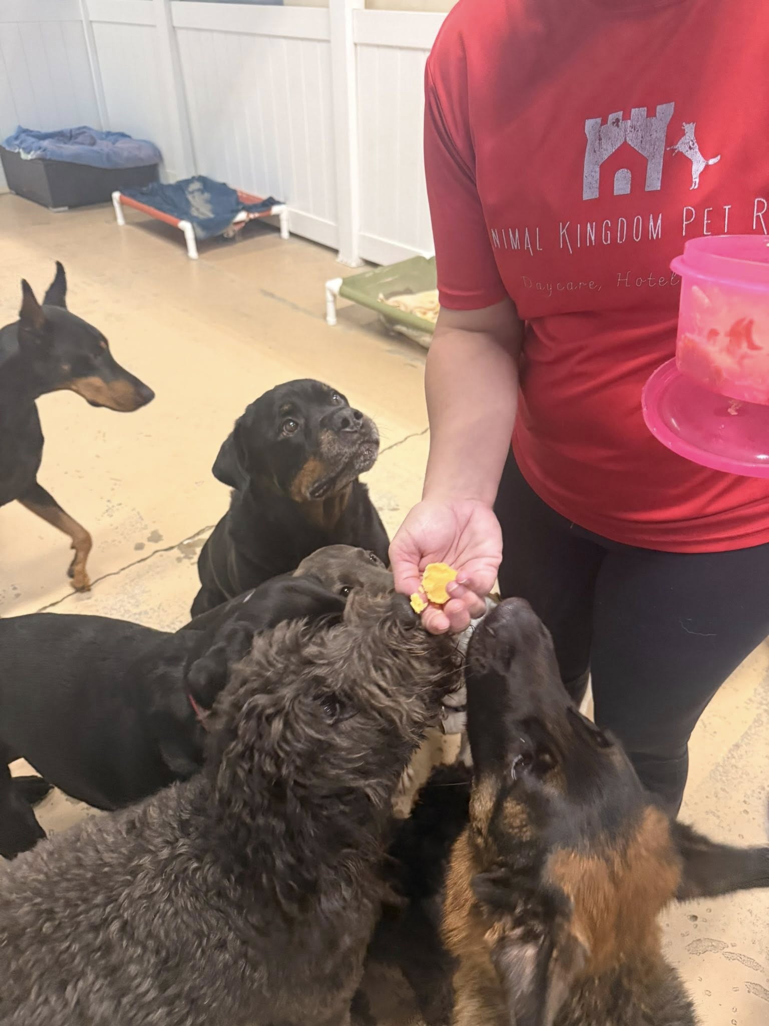 Animal Kingdom Pet Resort Savannah