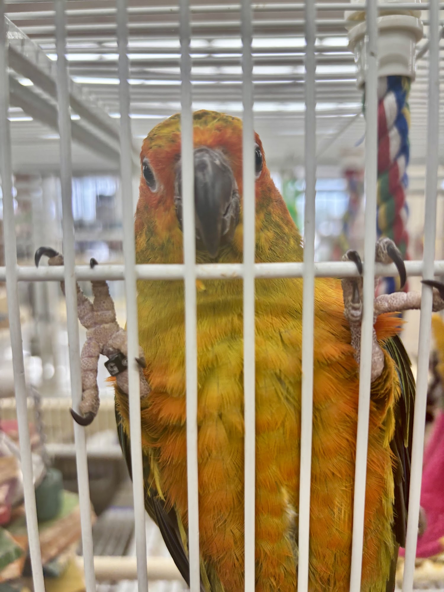 Pet Supermarket Savannah