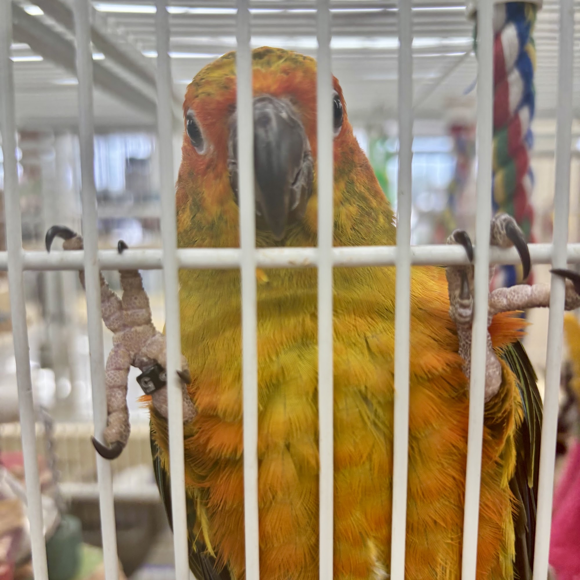 Pet Supermarket Savannah