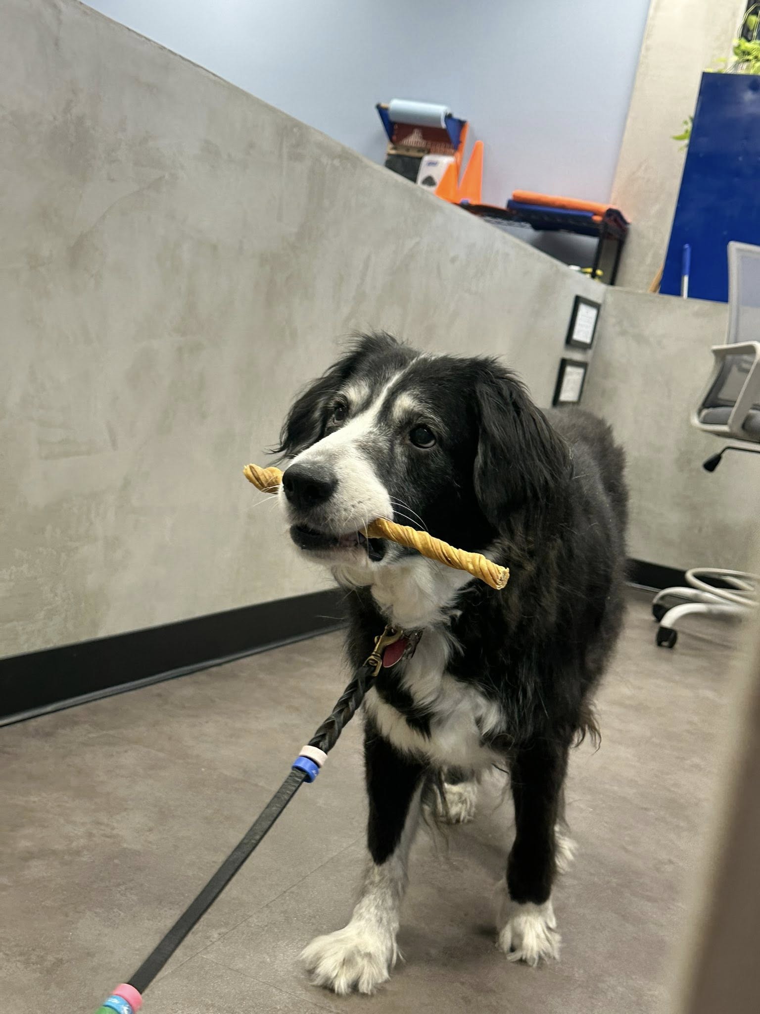 Zoom Room Dog Training Savannah