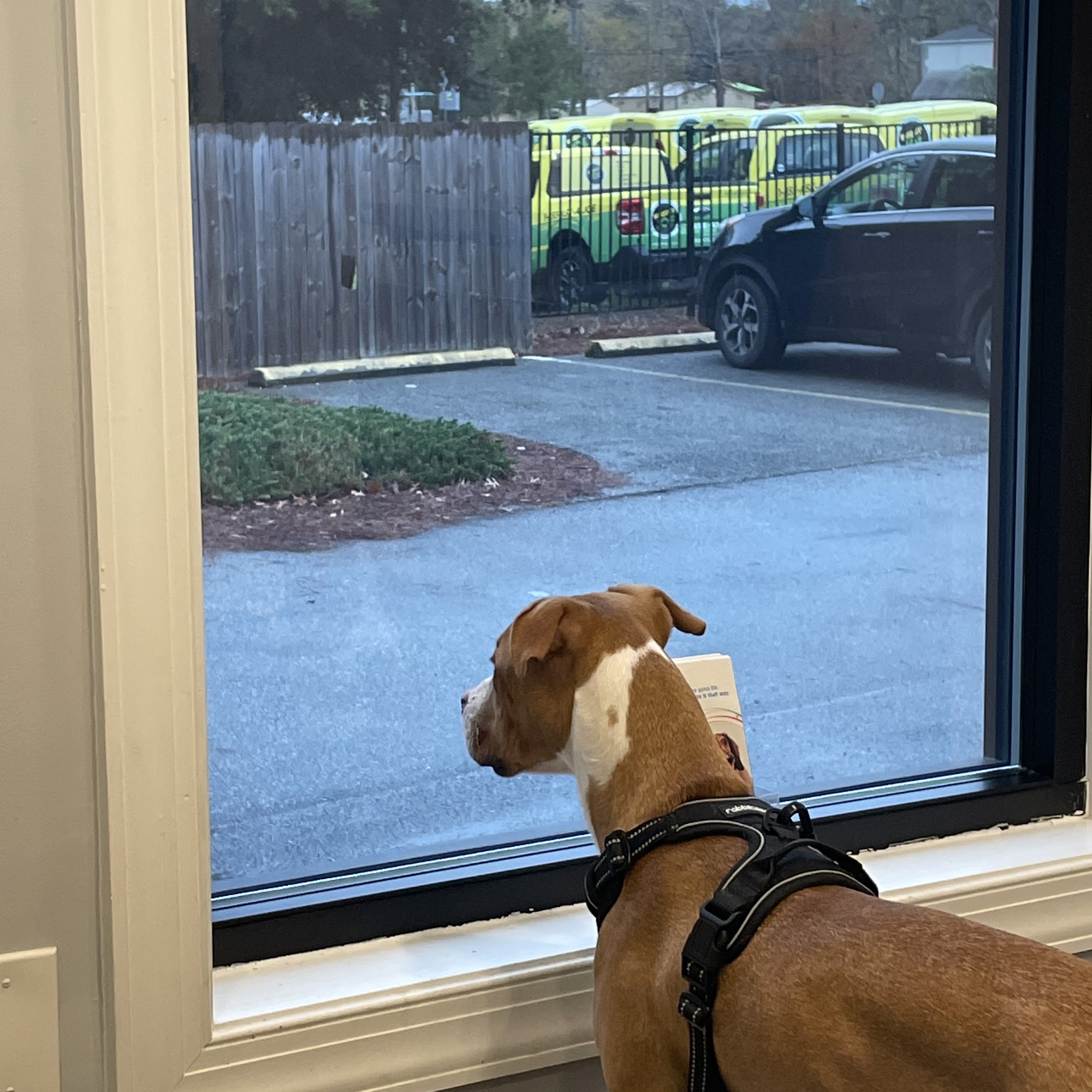 Brigdon Animal Hospital Savannah