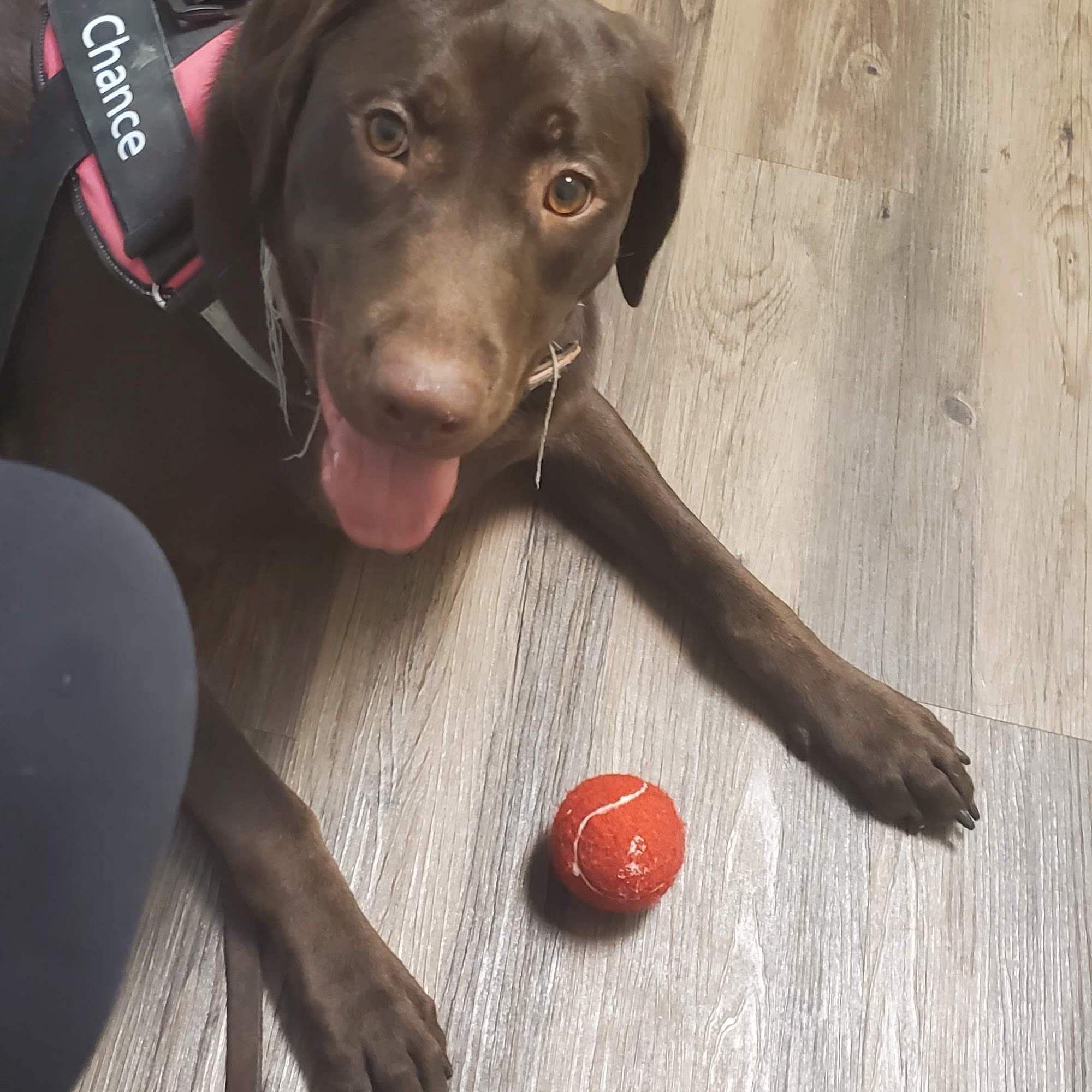 Companion Animal Hospital Savannah