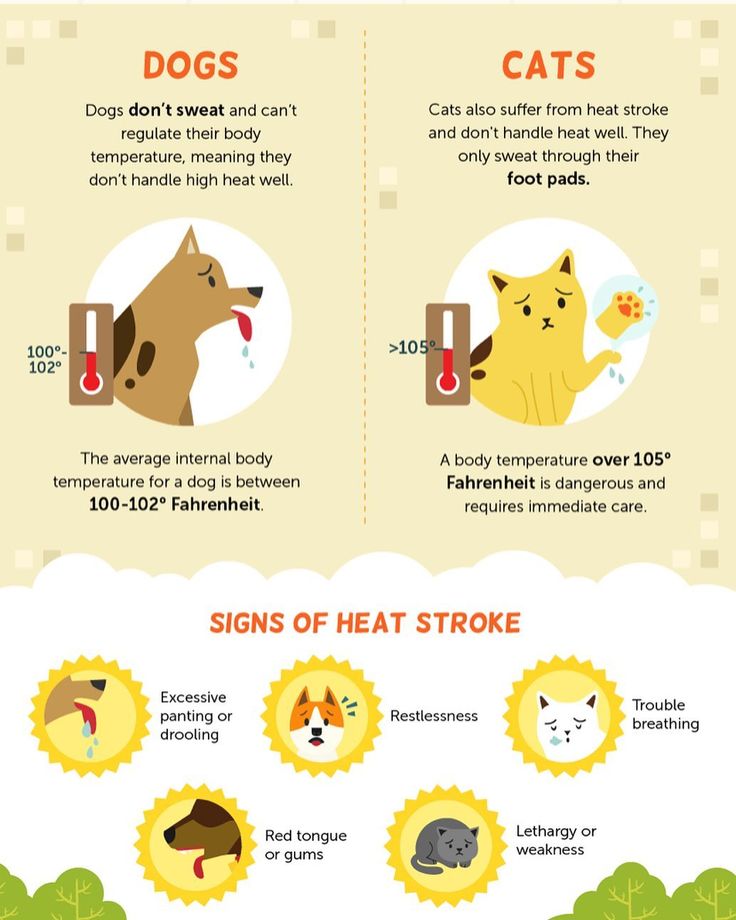 Companion Animal Hospital Savannah