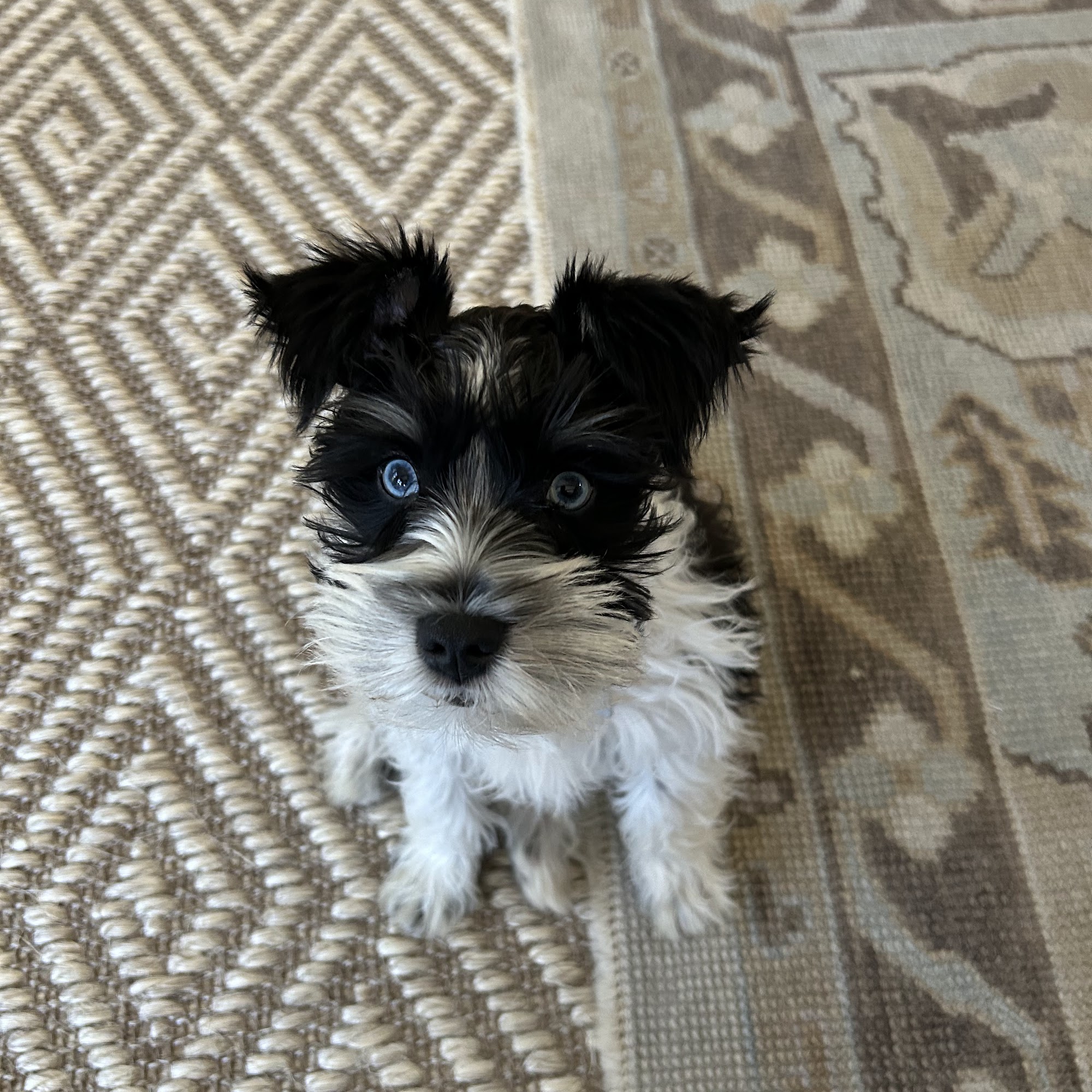 Fins Animal Training Savannah