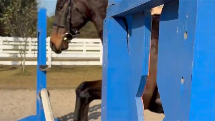 Fins Animal Training Savannah