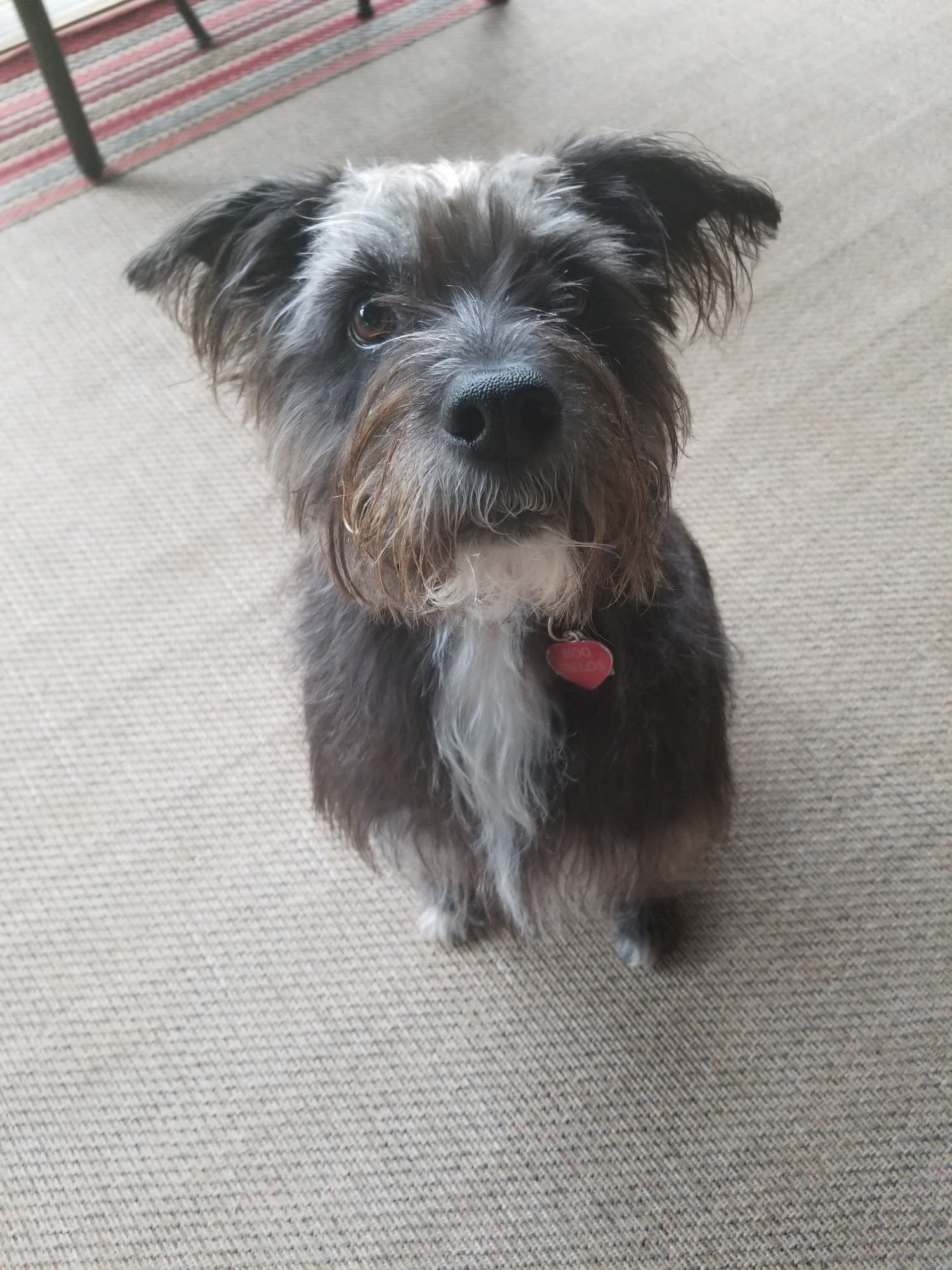 Senoia Animal Hospital and Pet Resort Senoia