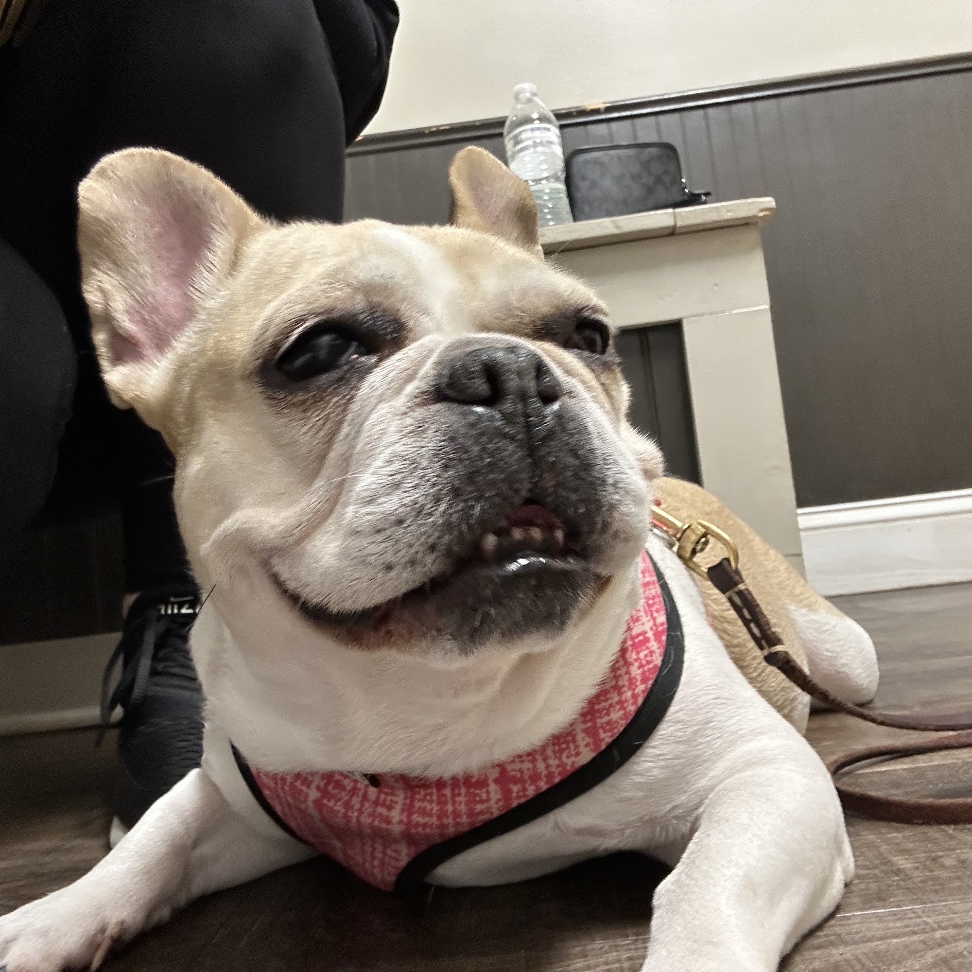 Senoia Animal Hospital and Pet Resort Senoia