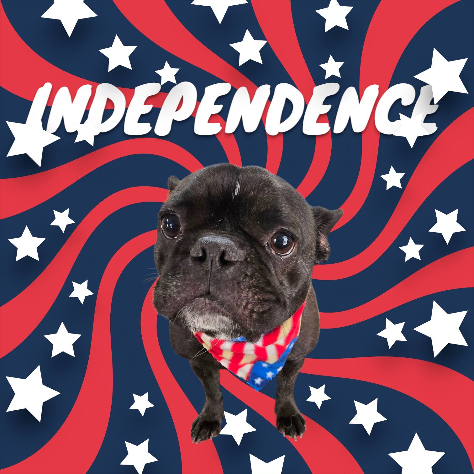 Pawsh Paw Pet Grooming Senoia