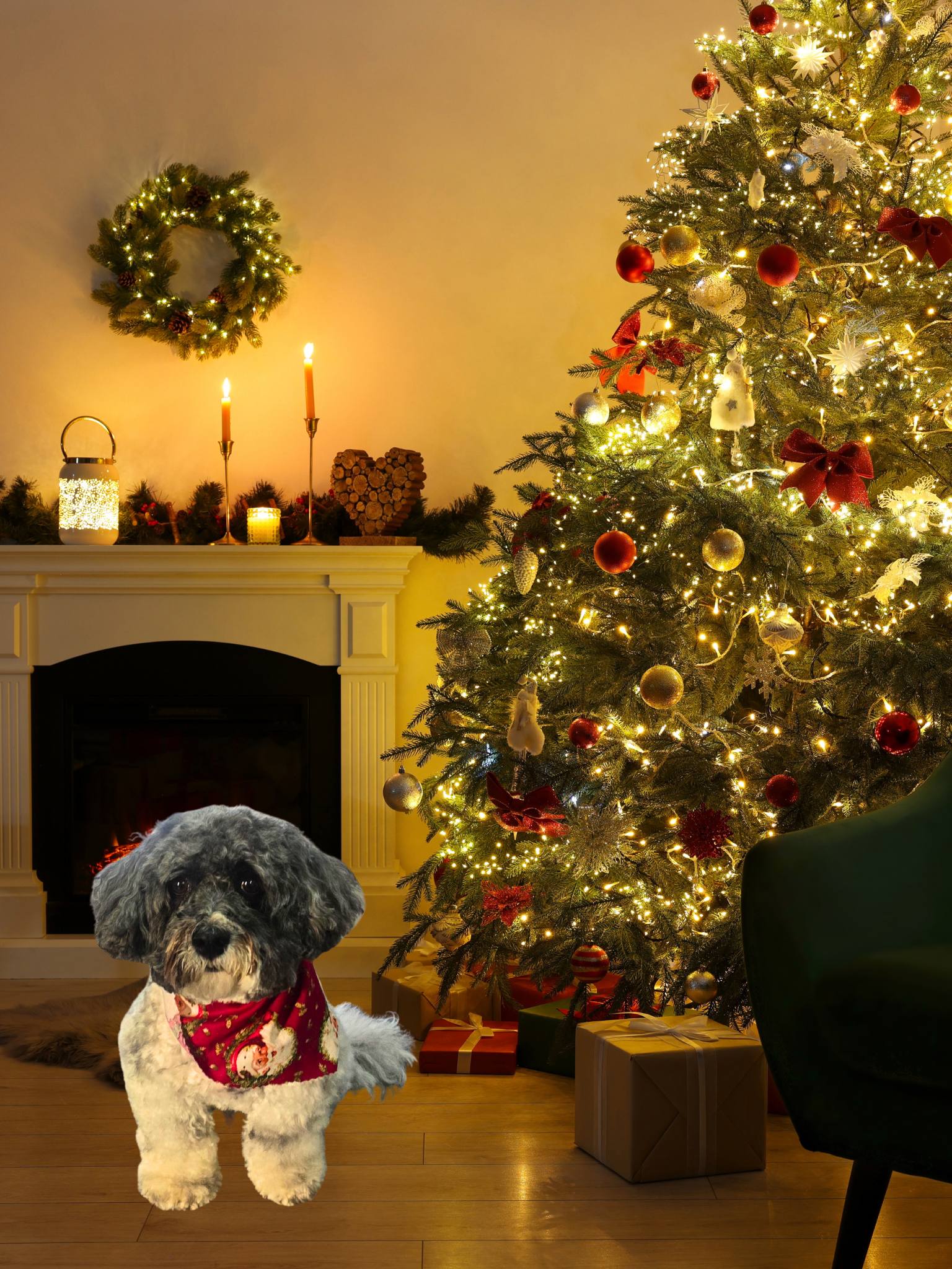 Pawsh Paw Pet Grooming Senoia