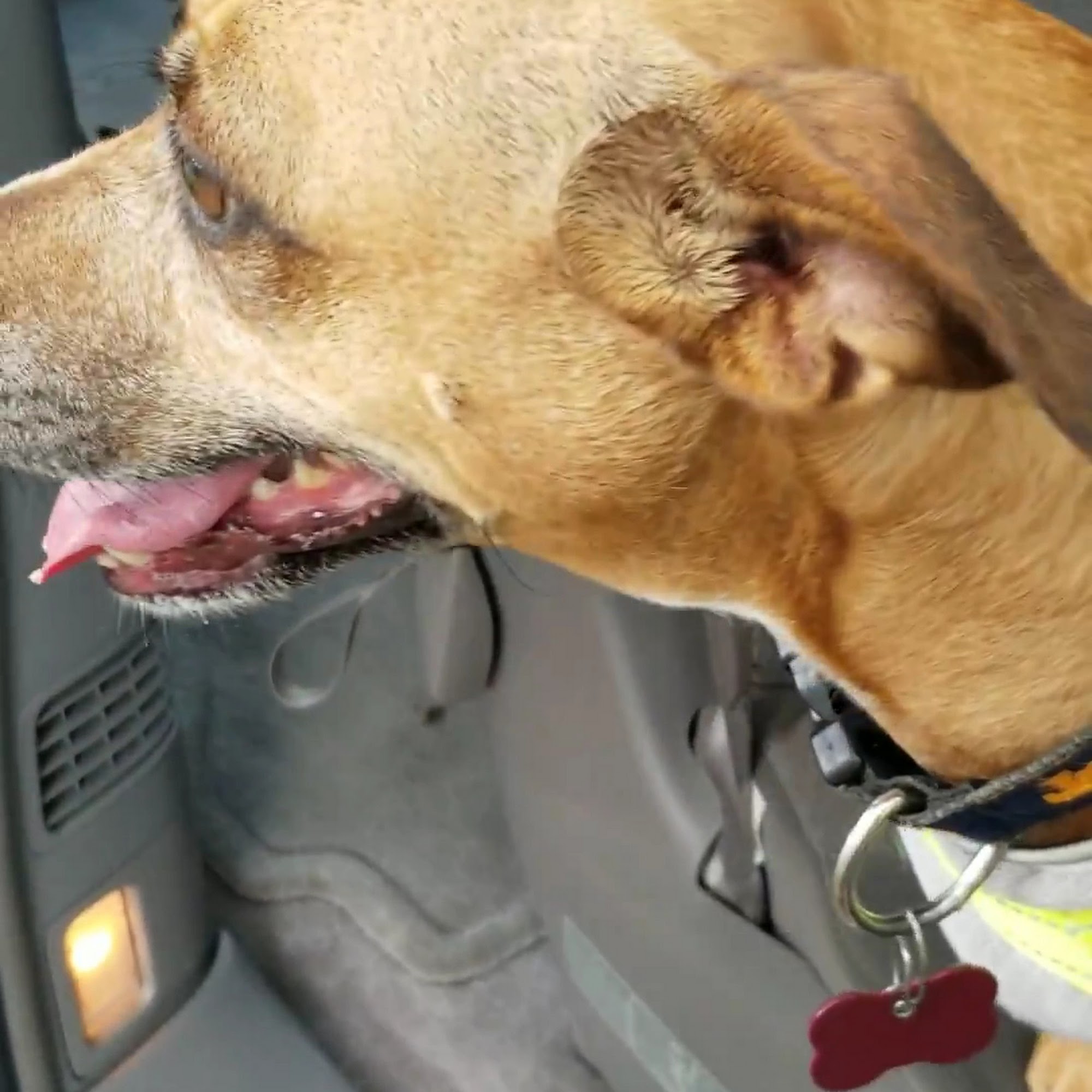 East Coweta Veterinary Hospital Sharpsburg