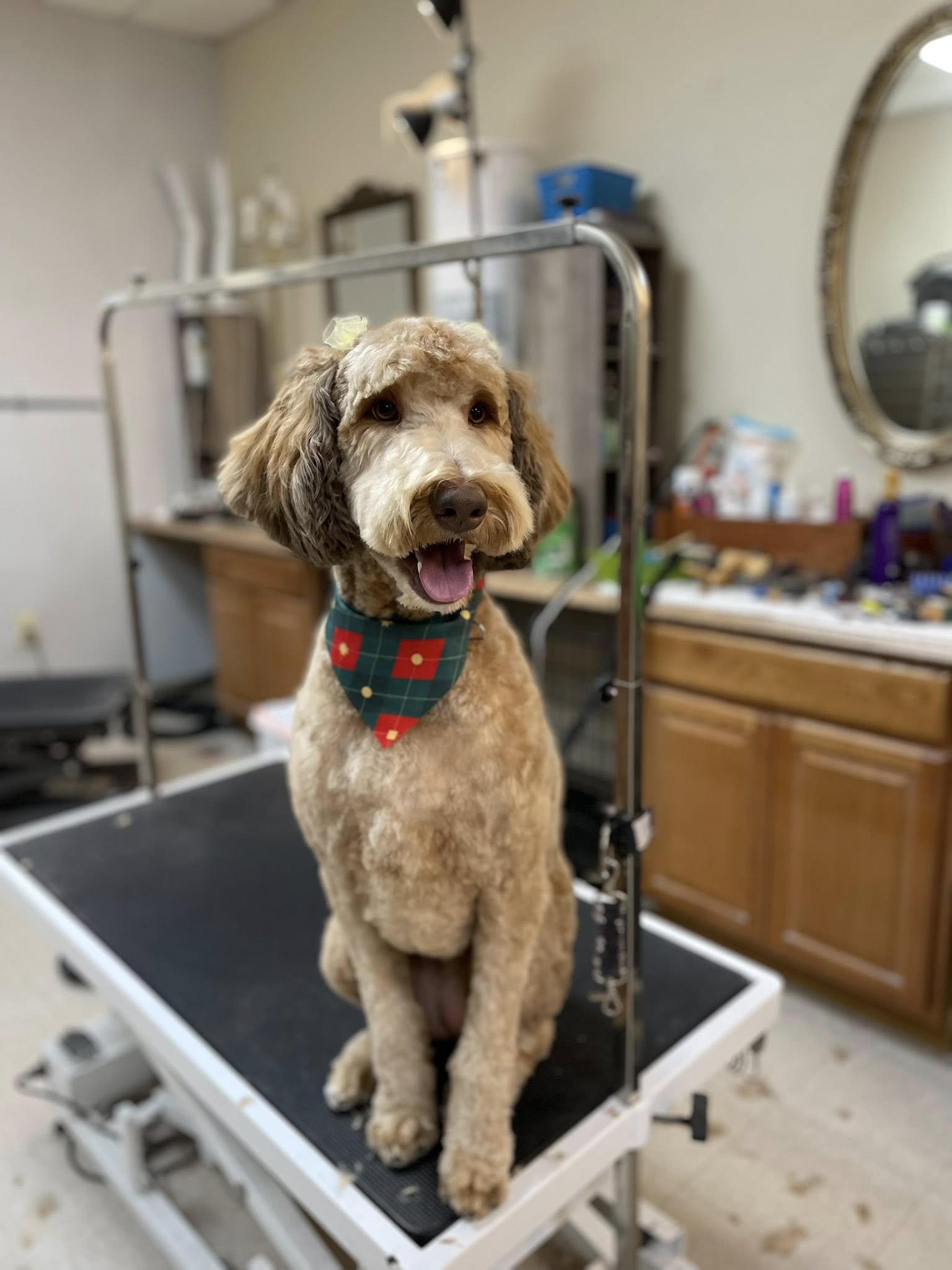 Happy Tails Pet Salon Sharpsburg