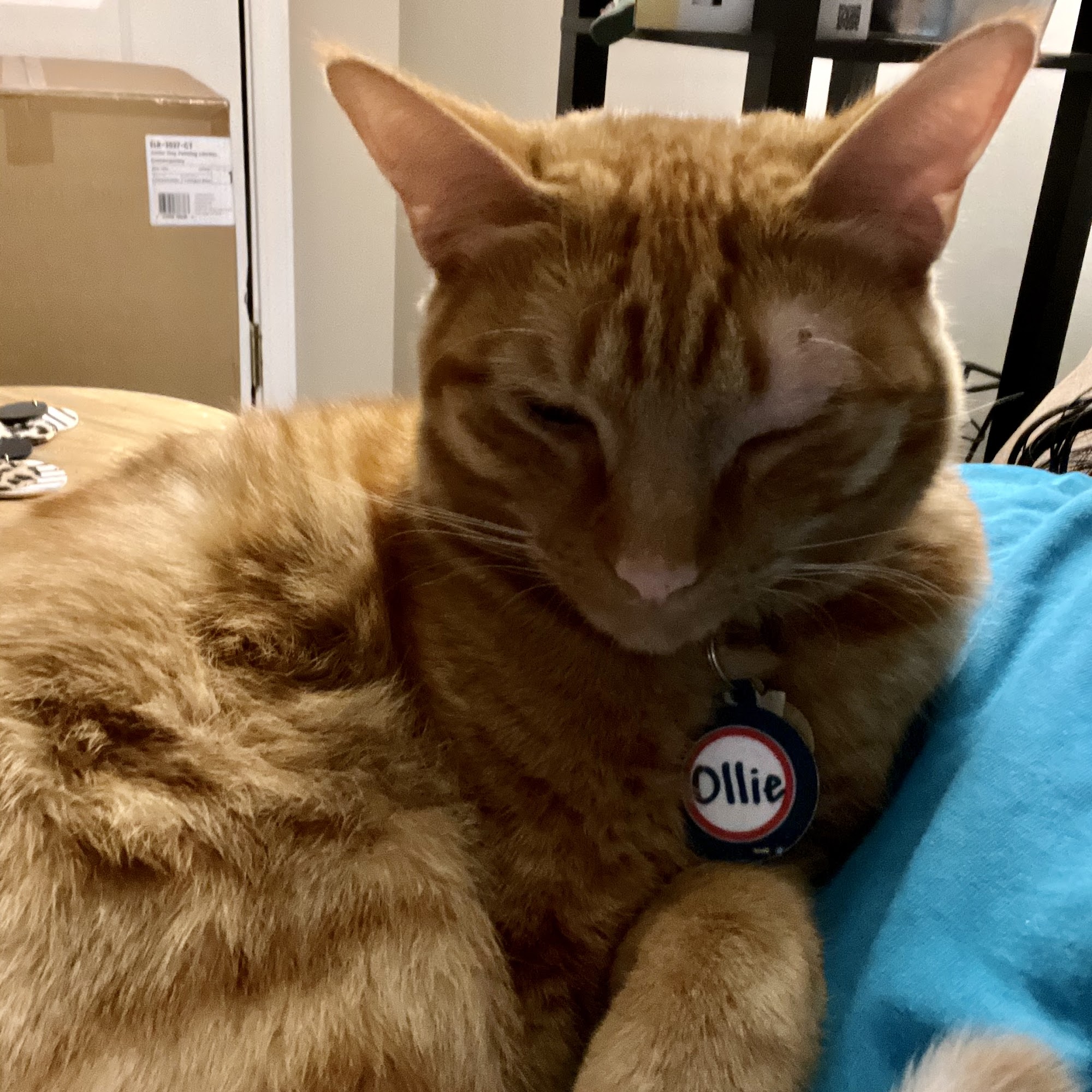 Sharpsburg Animal Hospital Sharpsburg