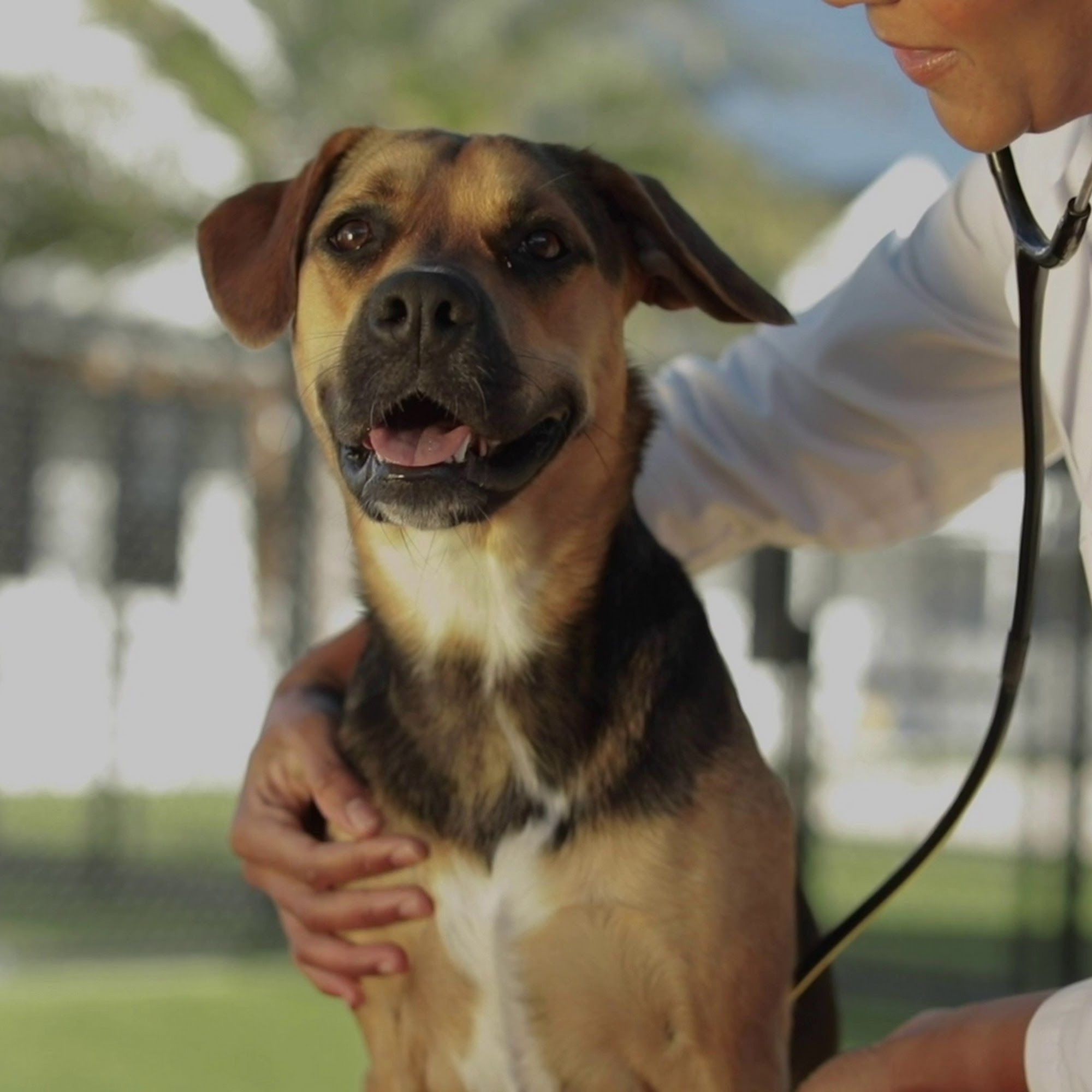 NewDay Veterinary Care Sharpsburg