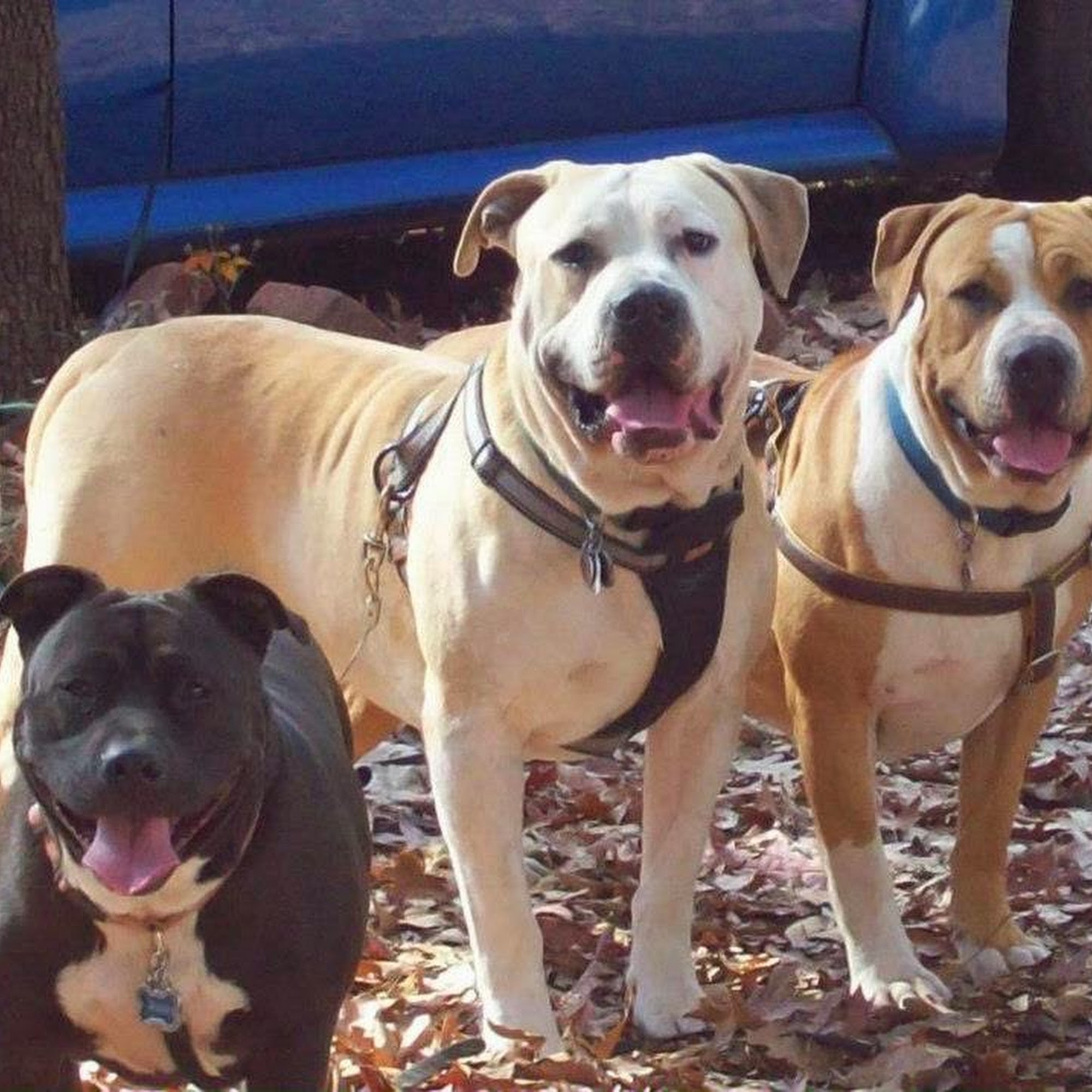 Smyrna Animal Hospital Smyrna