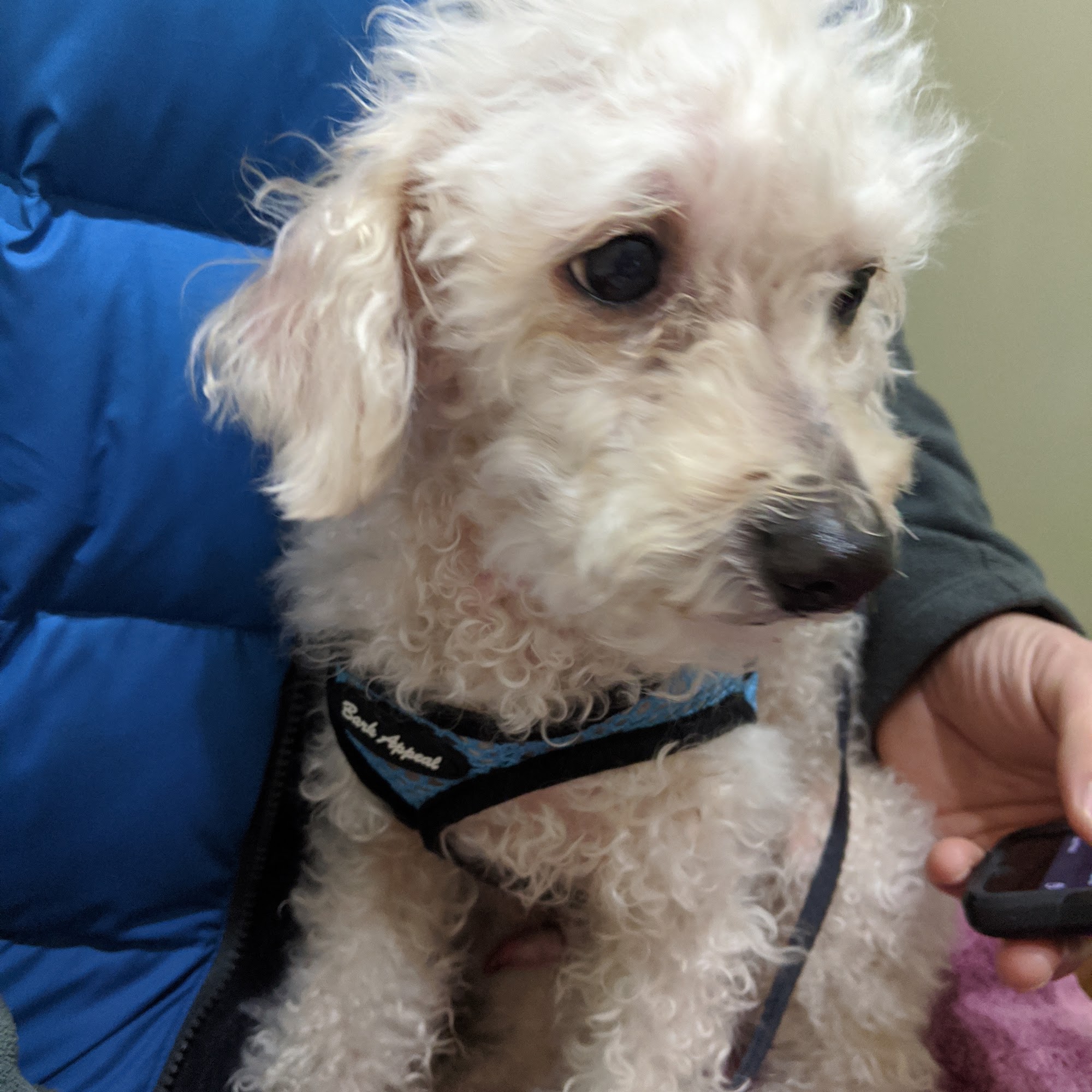 Arkle Veterinary Care Smyrna