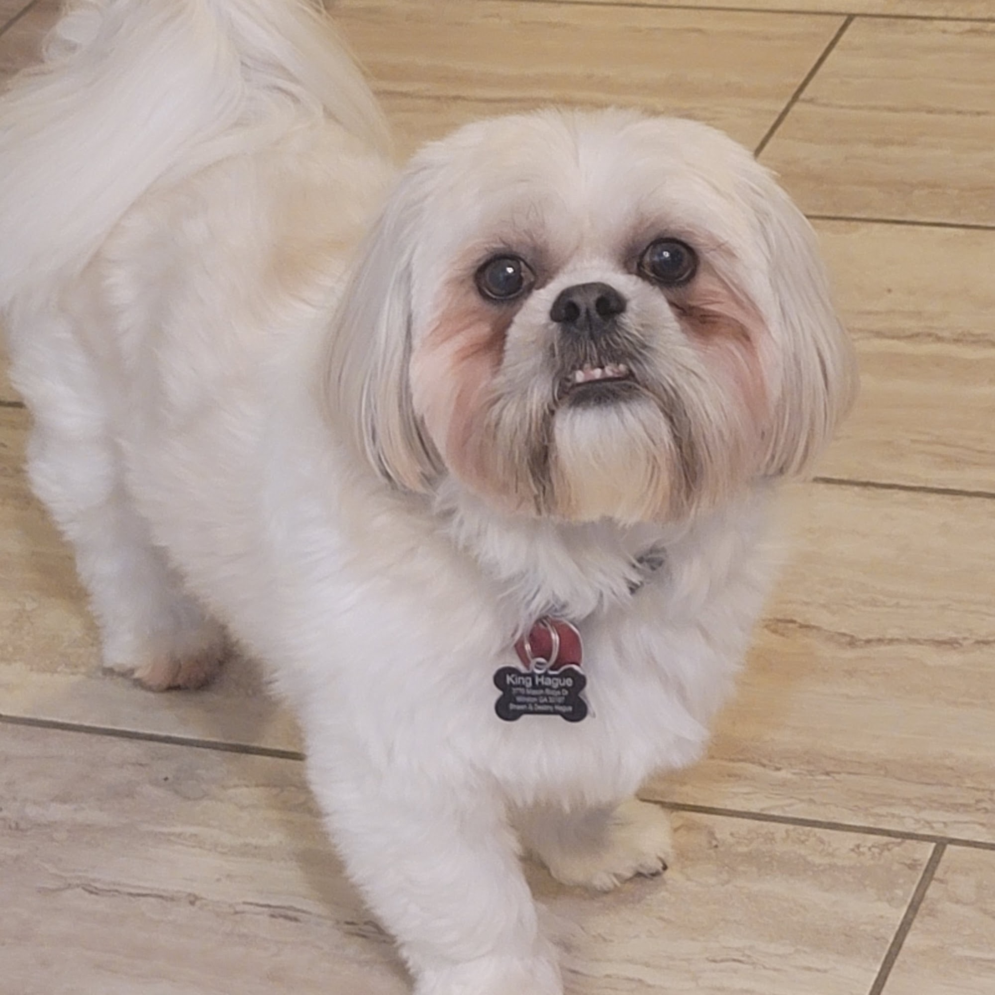 Apex Animal Hospital Smyrna