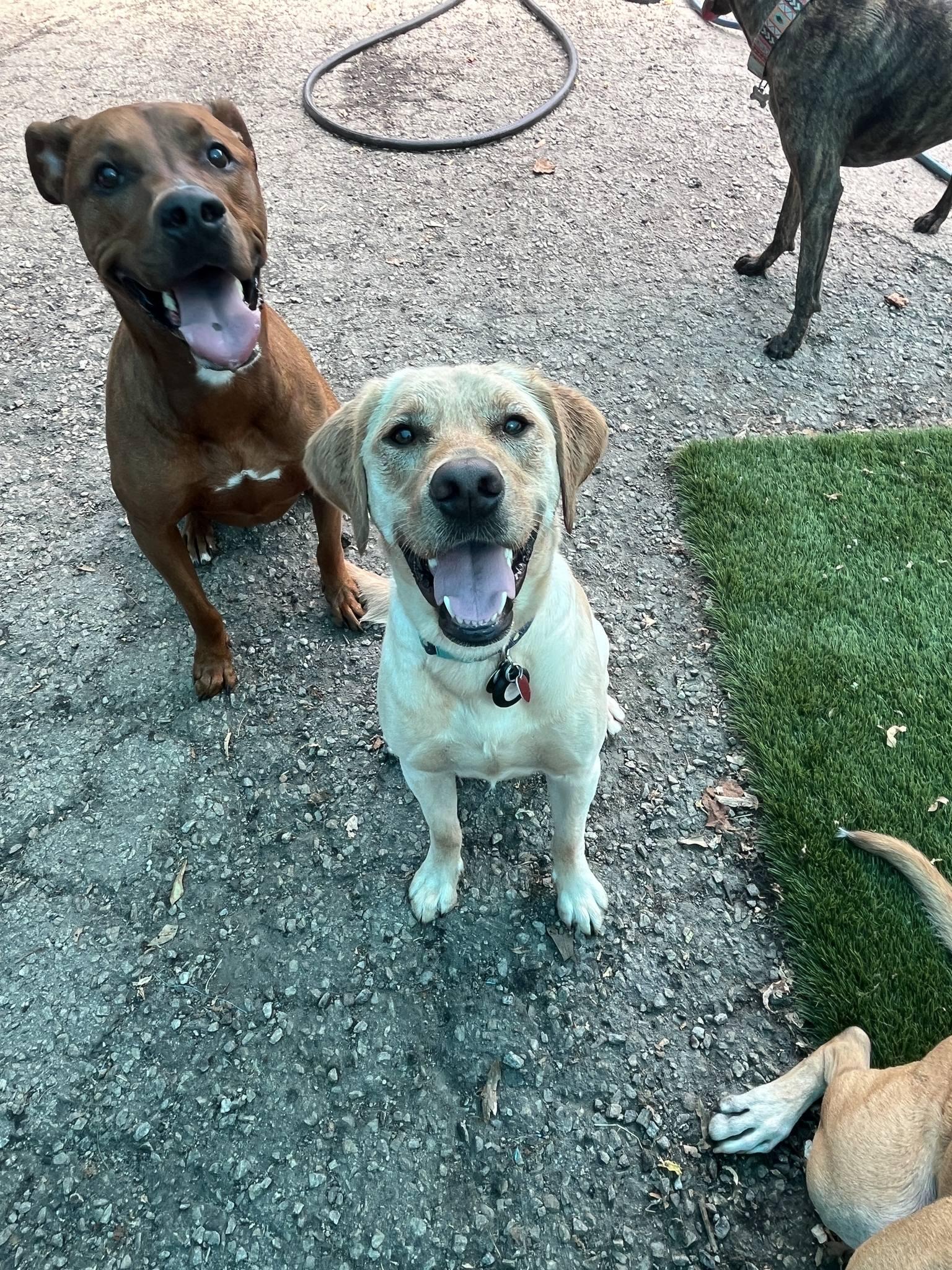 Best Little Dog House in Georgia Smyrna