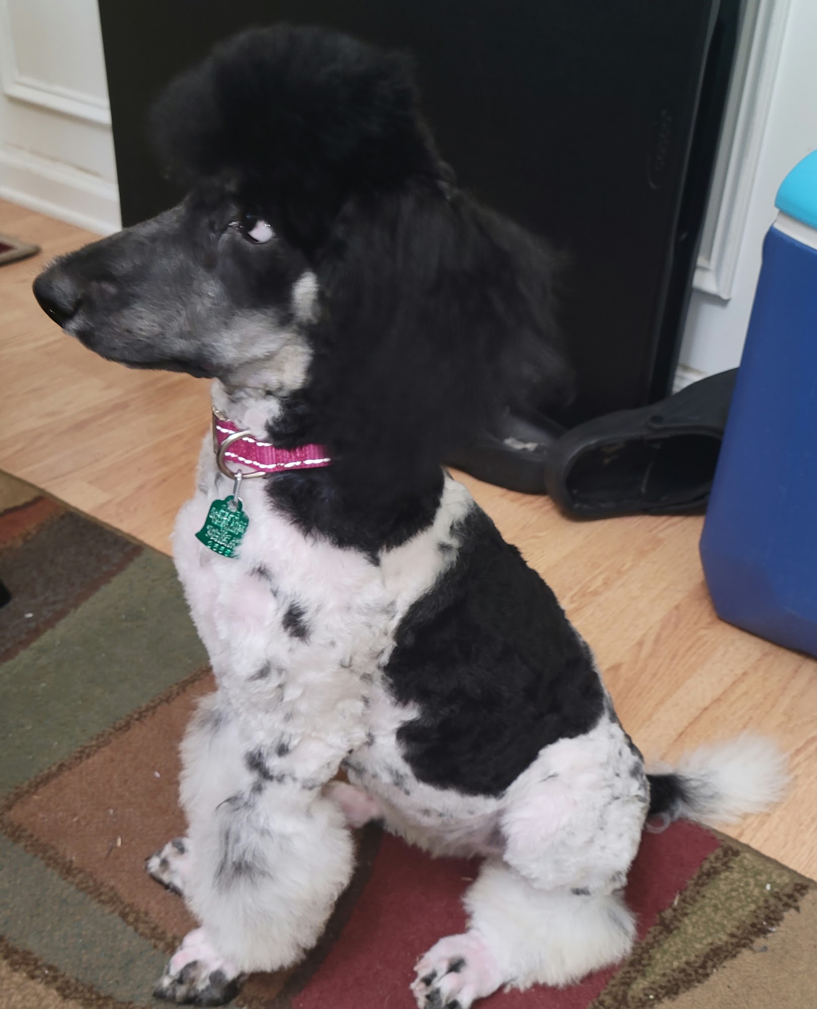 Off Leash K9 Training, Atlanta Smyrna