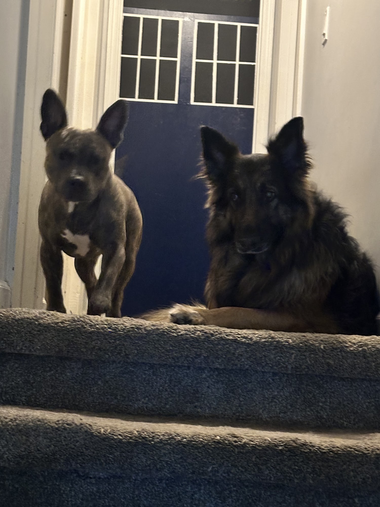VeterinaryCare at Belmont Smyrna
