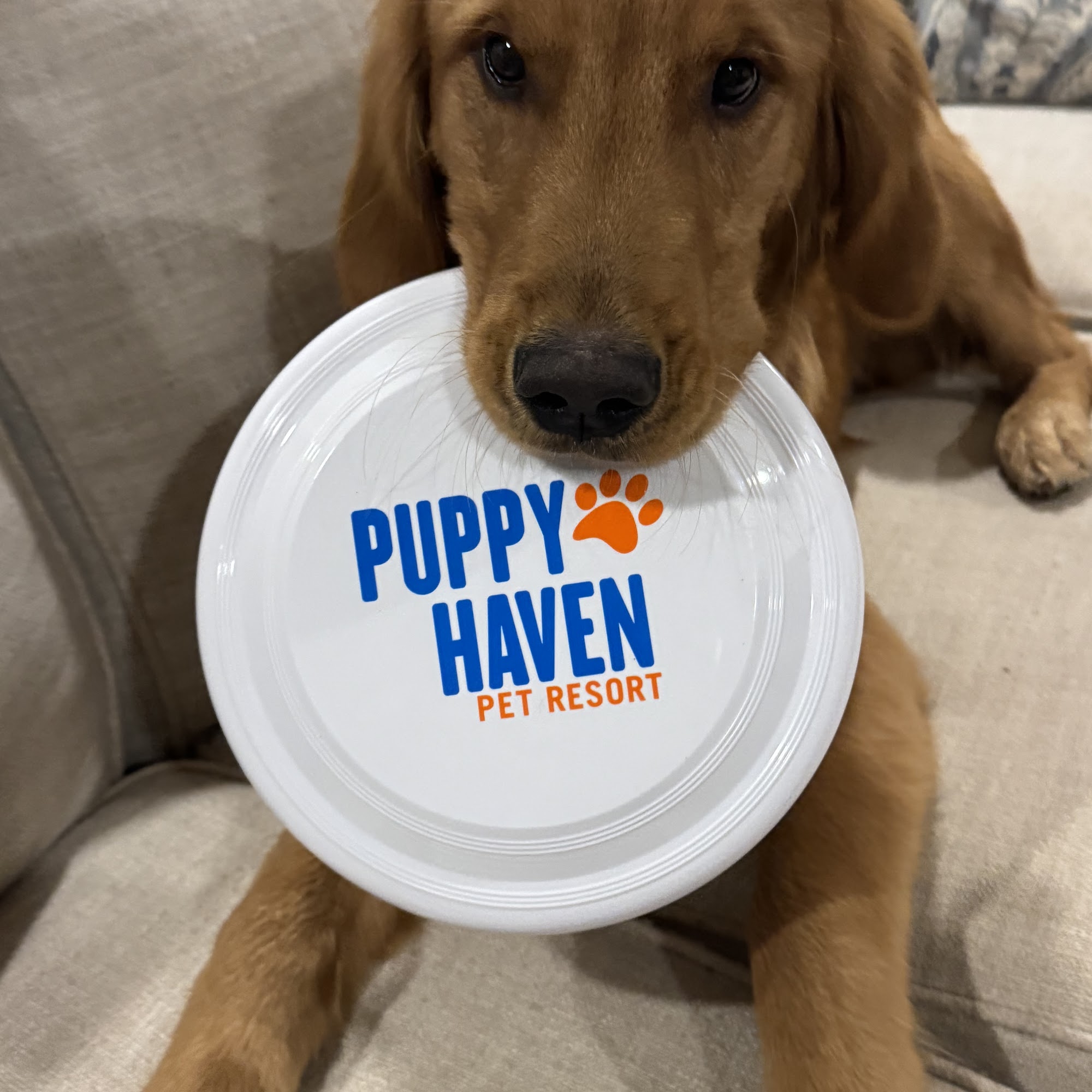 Puppy Haven - Smyrna Smyrna