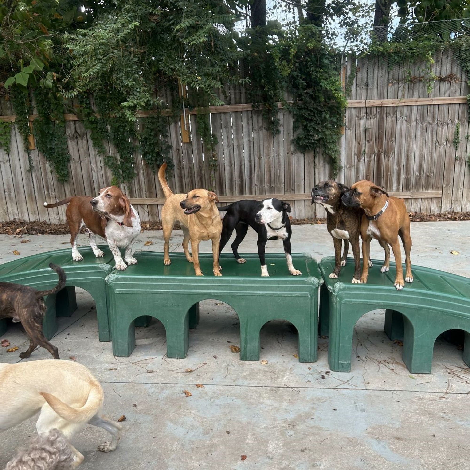 Dogma Dog Care Smyrna