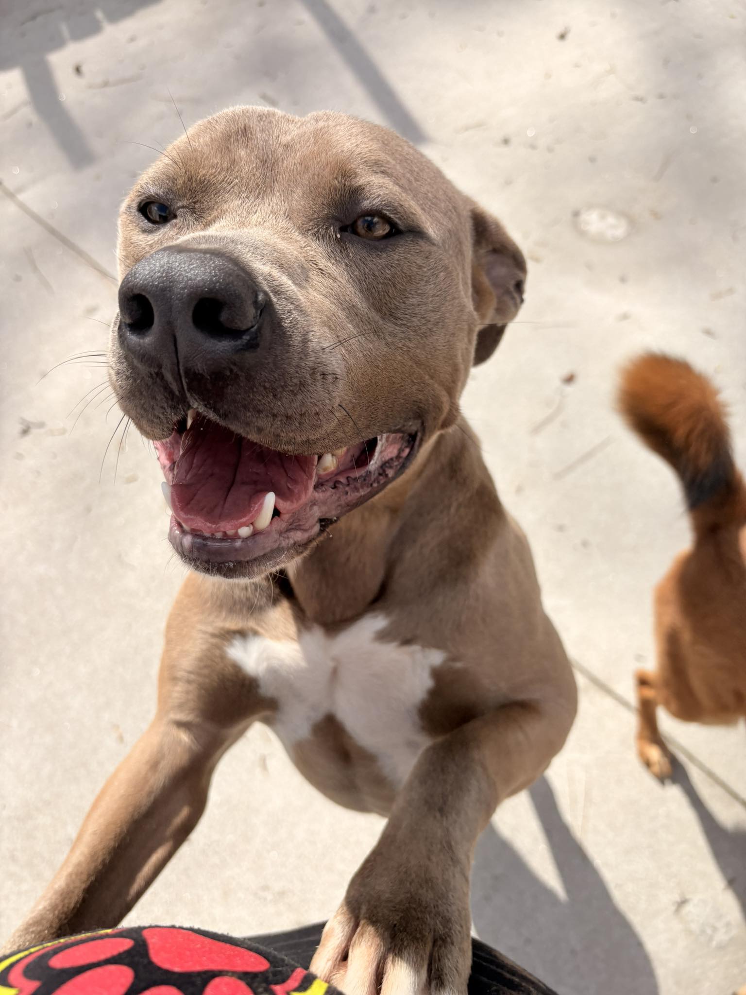 Dogma Dog Care Smyrna