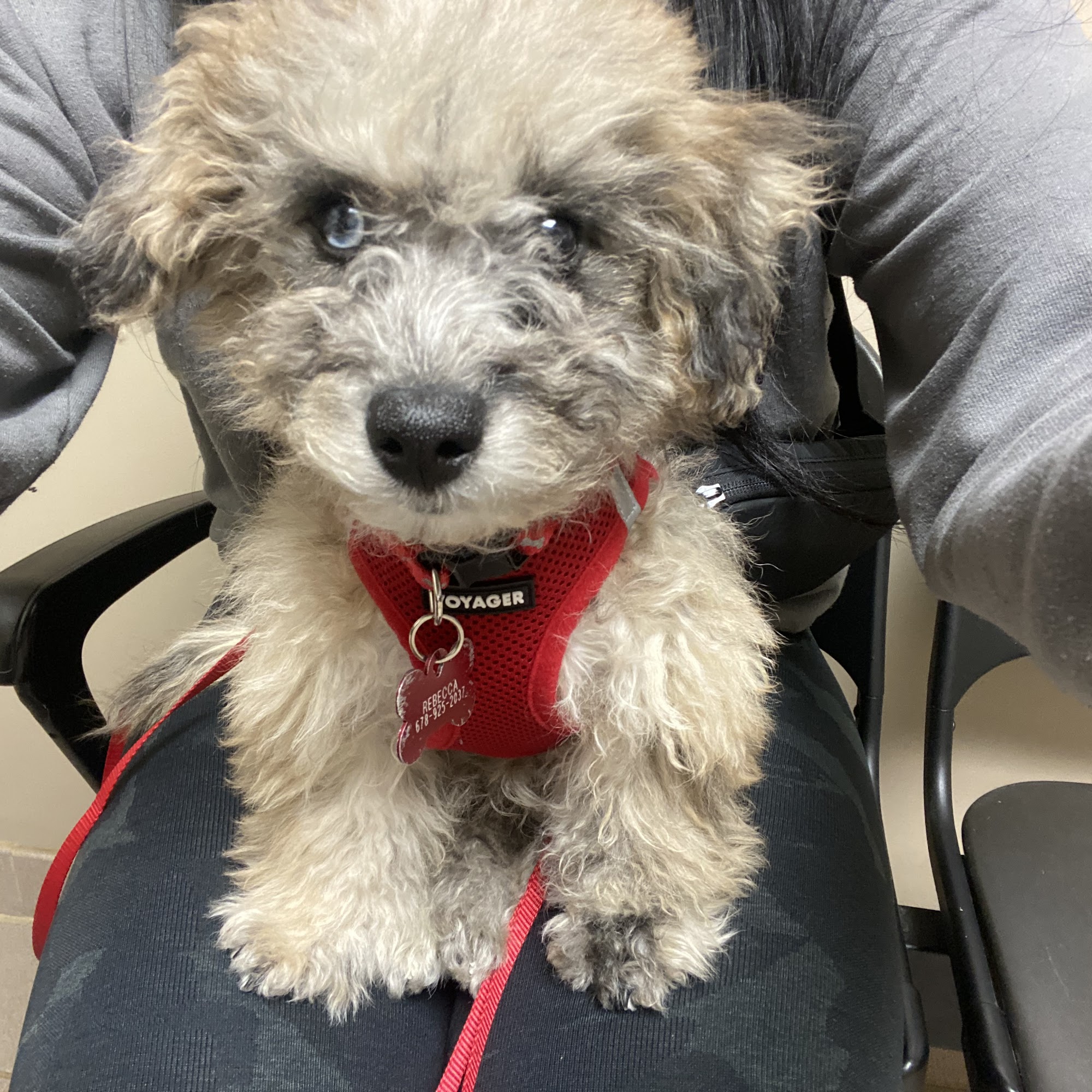 Snellville Animal Hospital Snellville