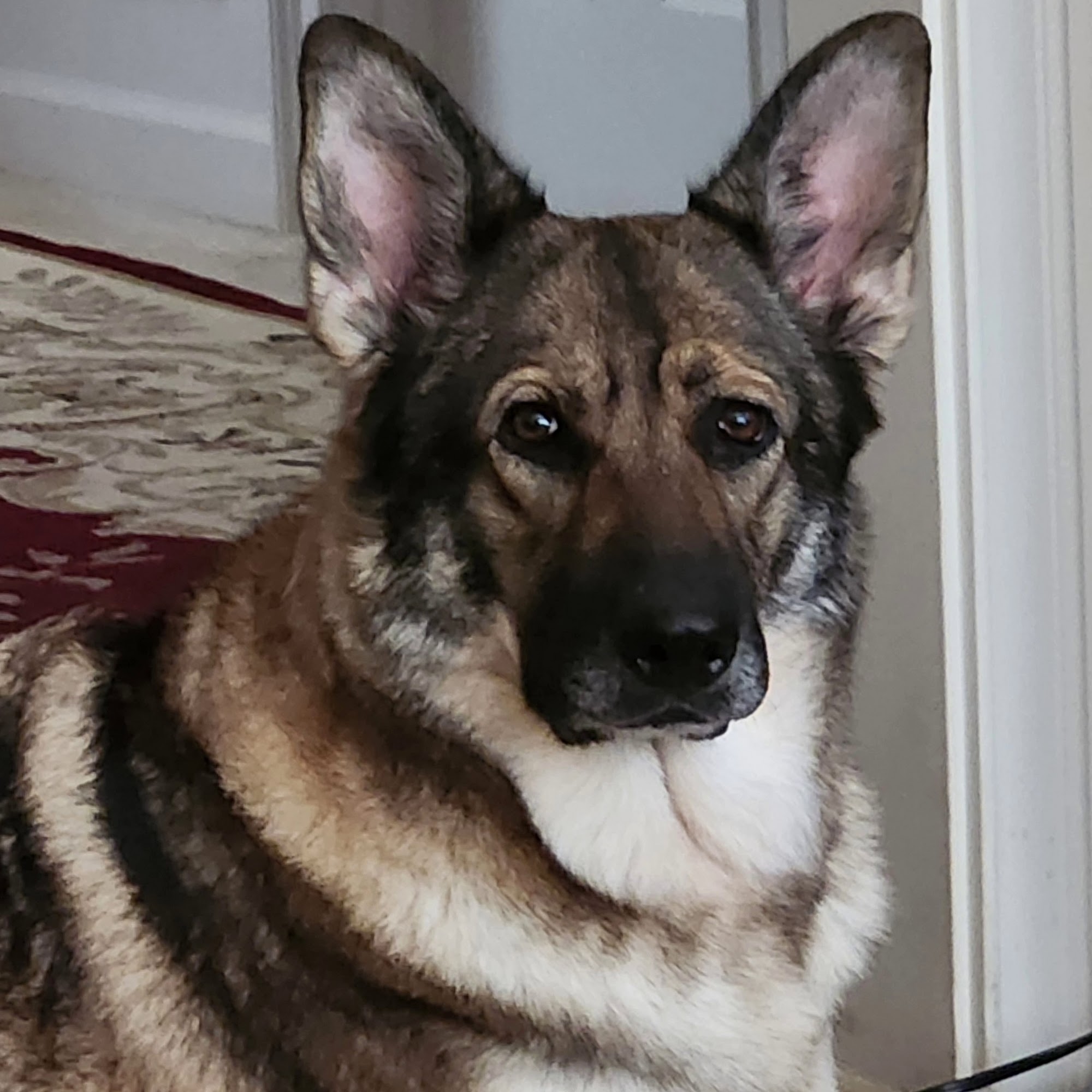 Dr. Sherri Bradley, DVM 3331 Centerville Hwy, Snellville Georgia 30039