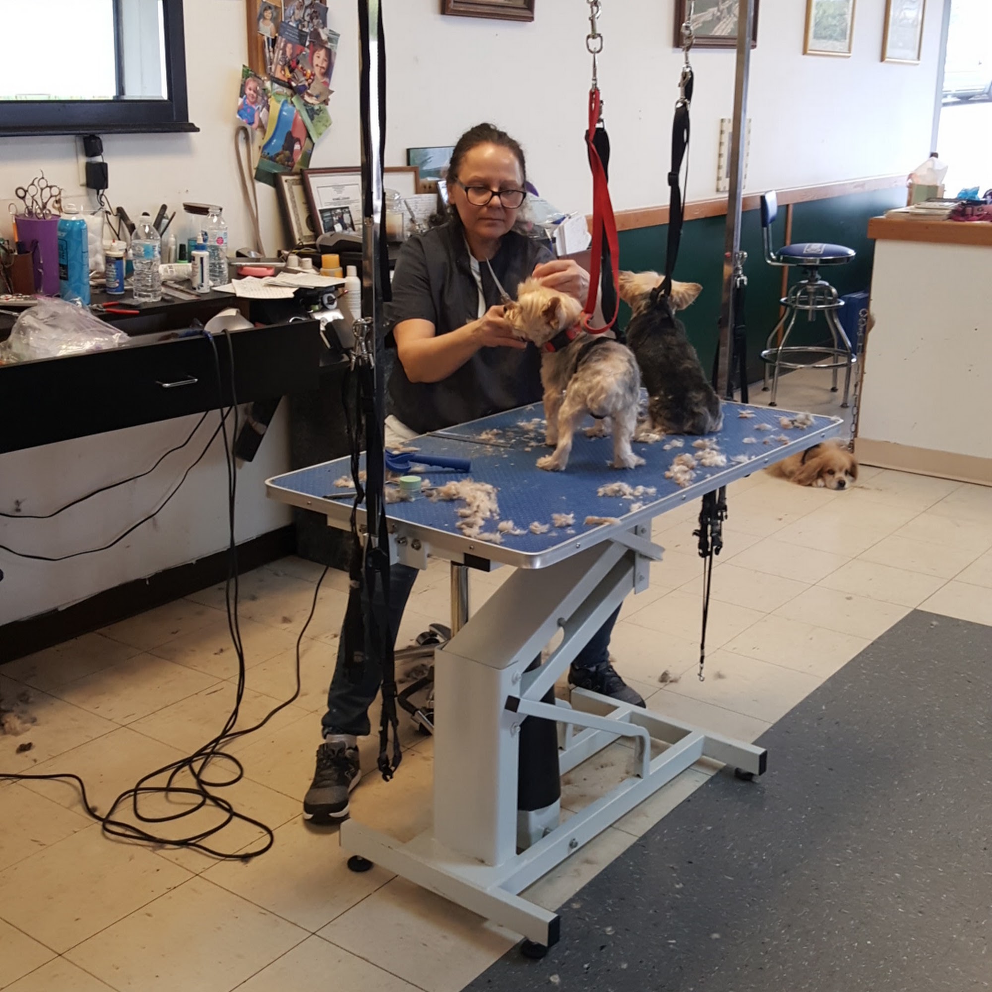 Lucky Dog Grooming Snellville