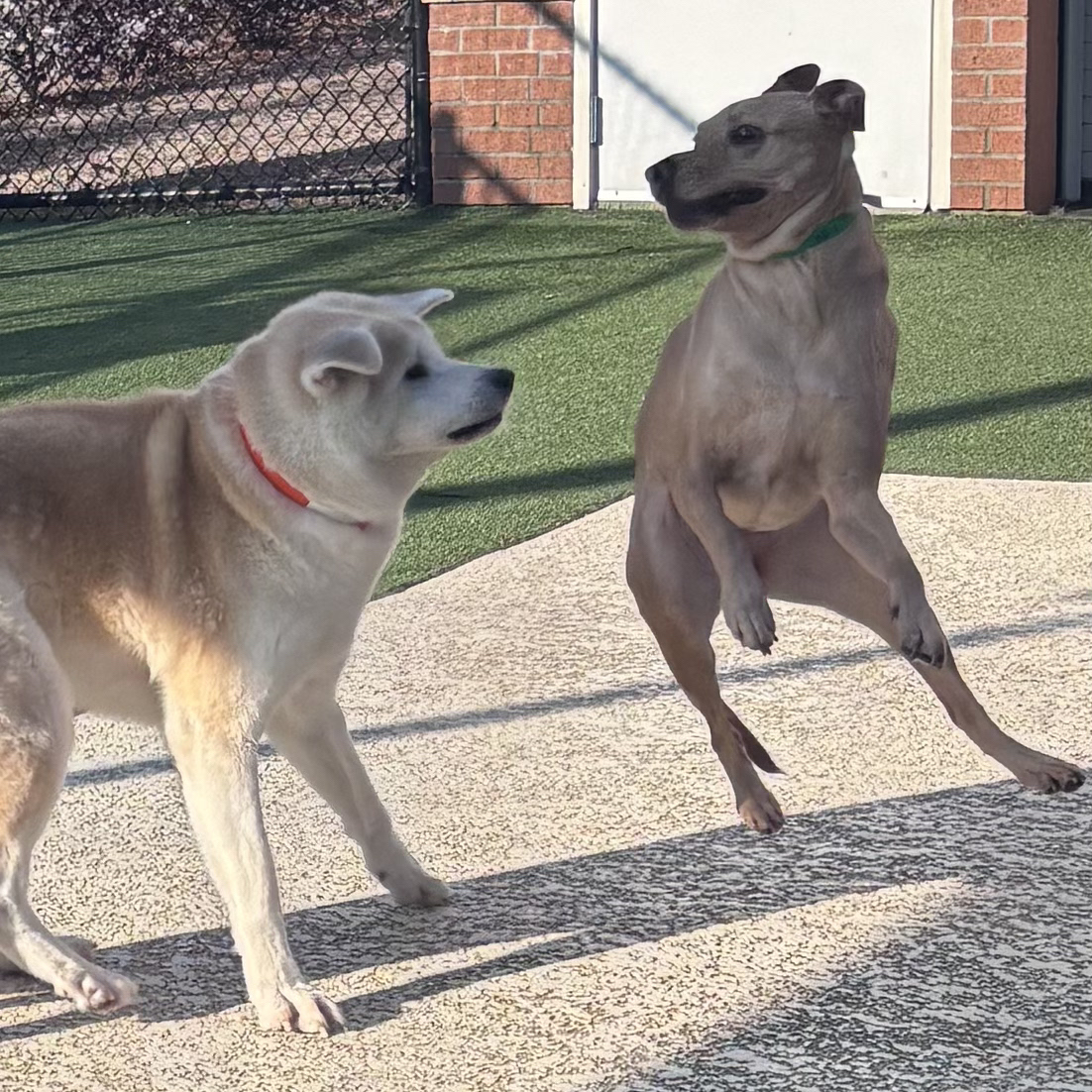 Pet Paradise Snellville Snellville