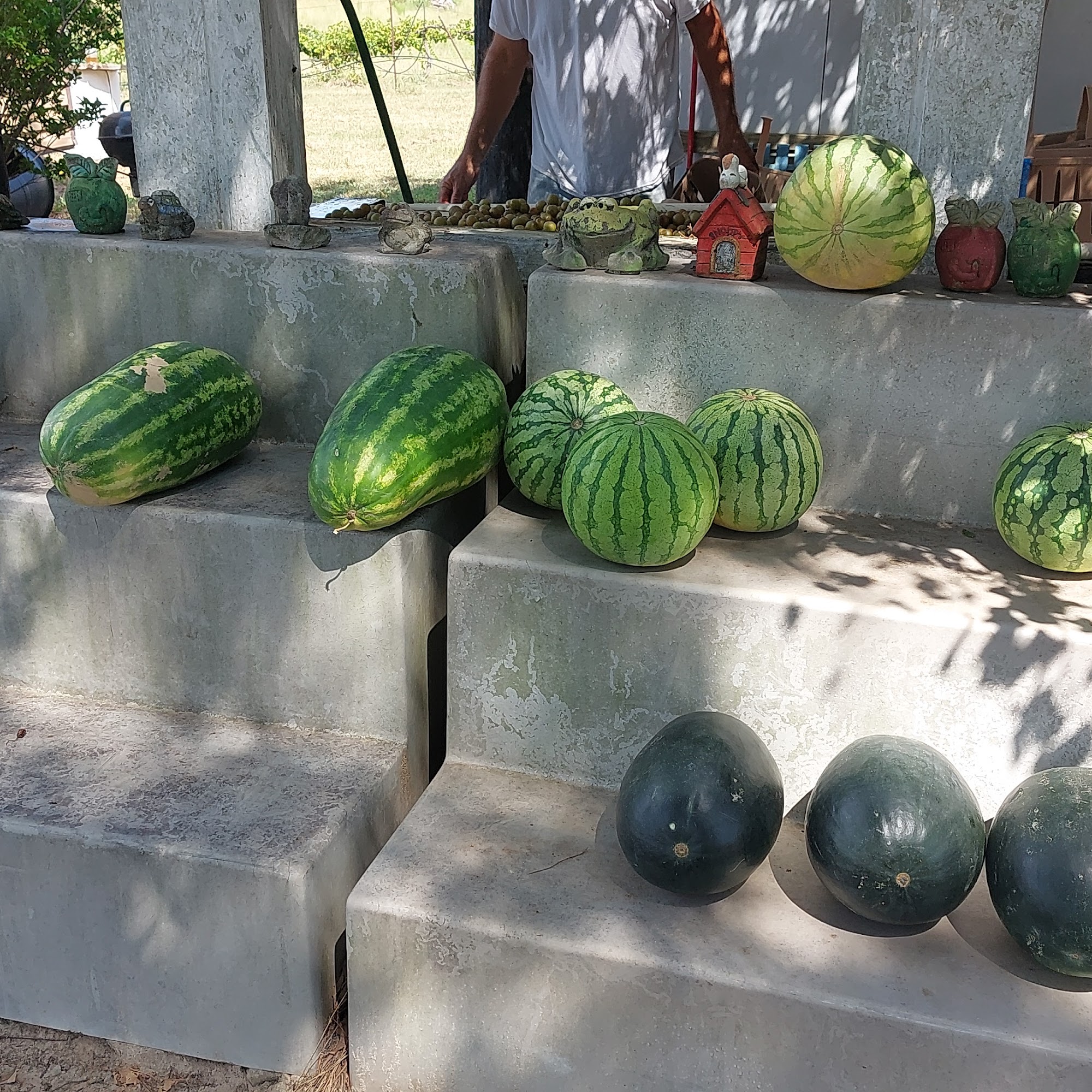 The Garden Spot Sparta